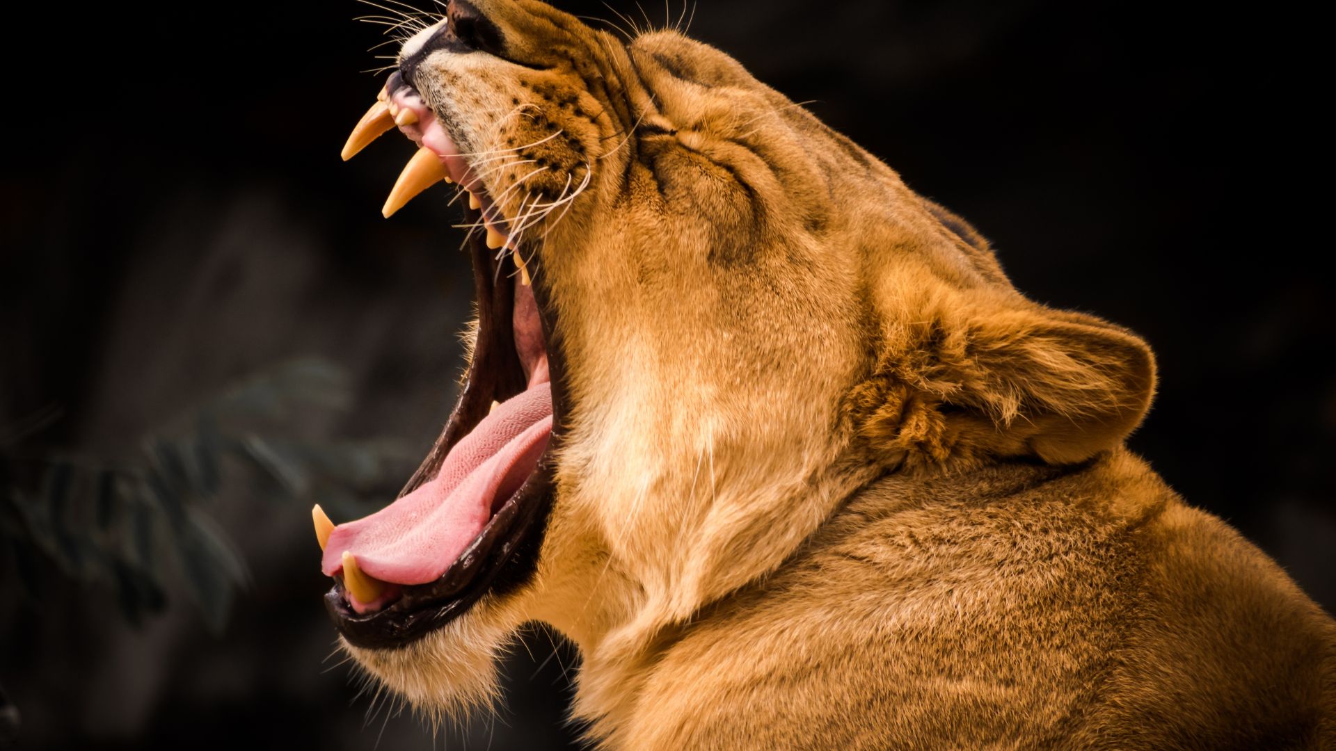 Wallpaper Lioness, predator, yawn, animal, muzzle, 4k