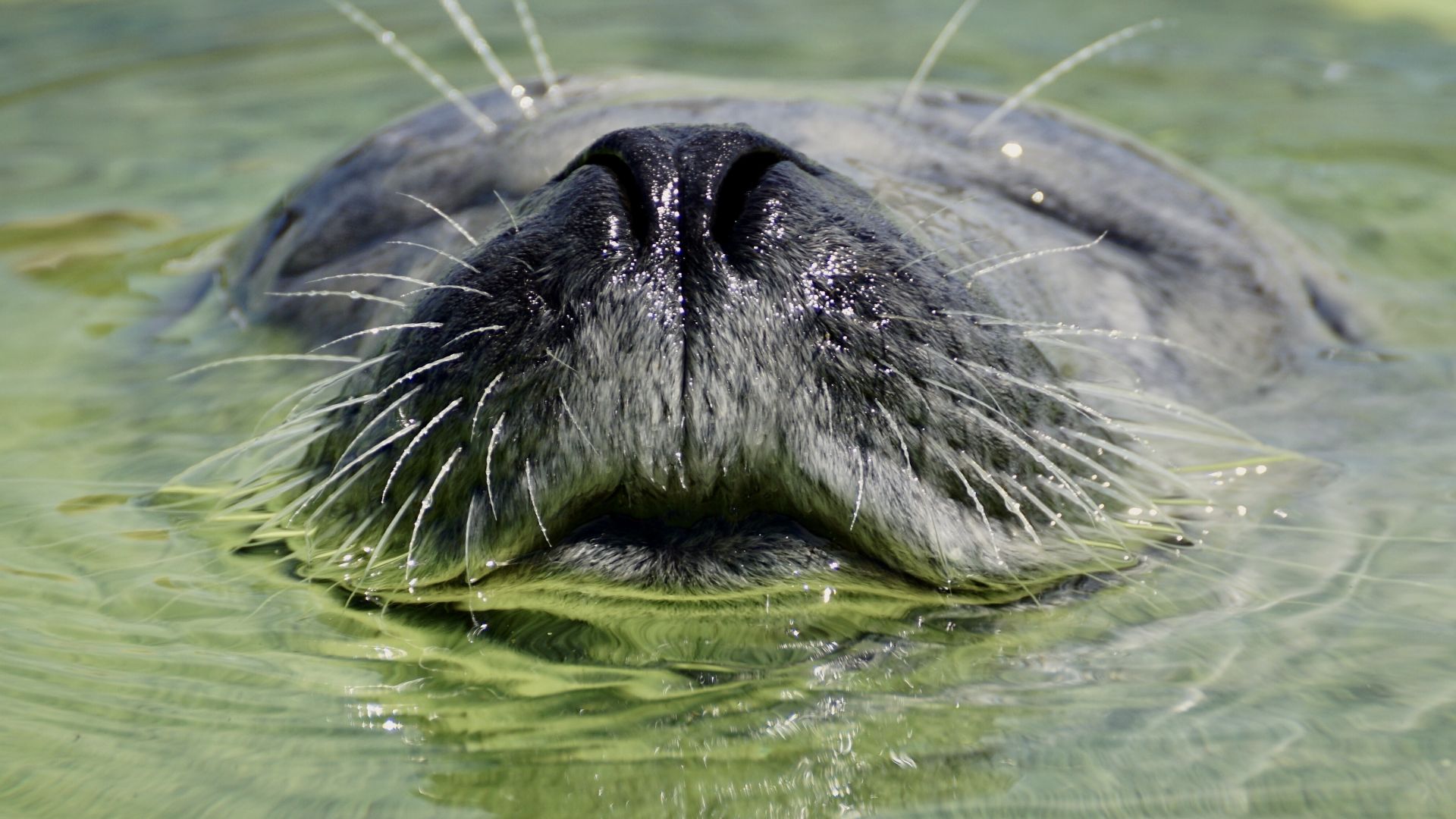 Wallpaper Seal, water animal, swimming, muzzle
