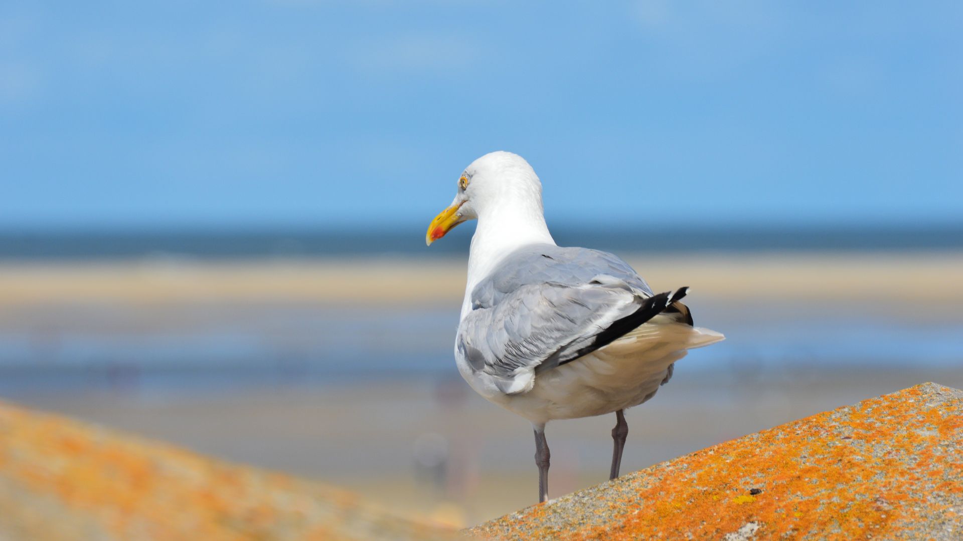 Wallpaper Seagull bird, blur