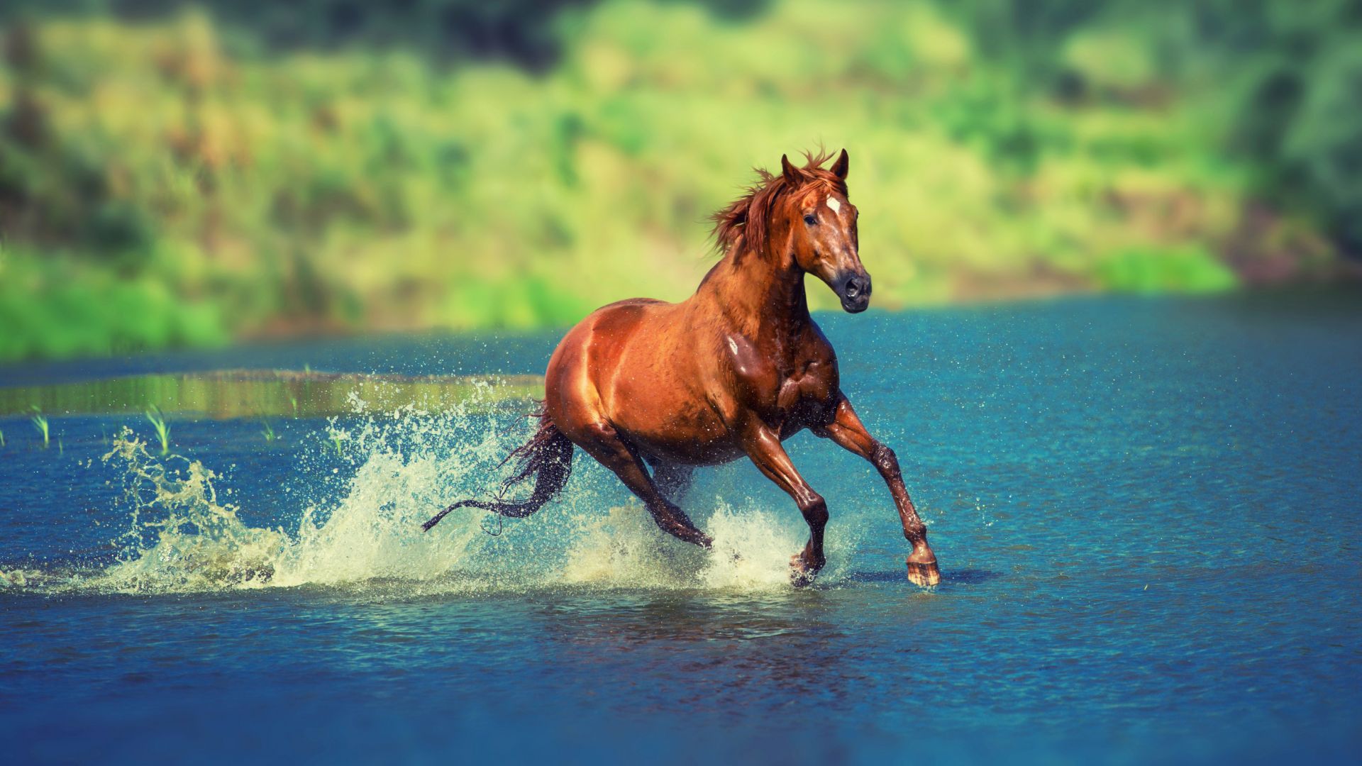Wallpaper Running horse in water