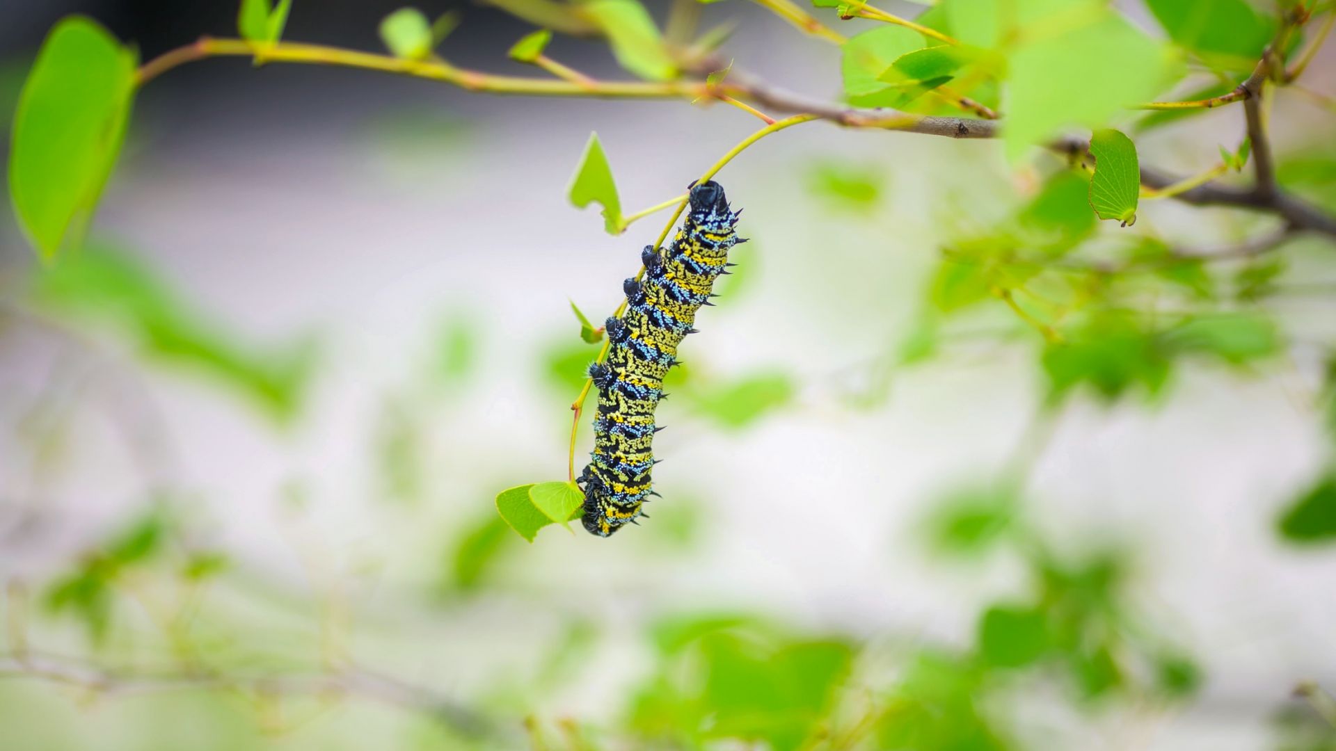 Wallpaper Caterpillar, larva, insect, leaves