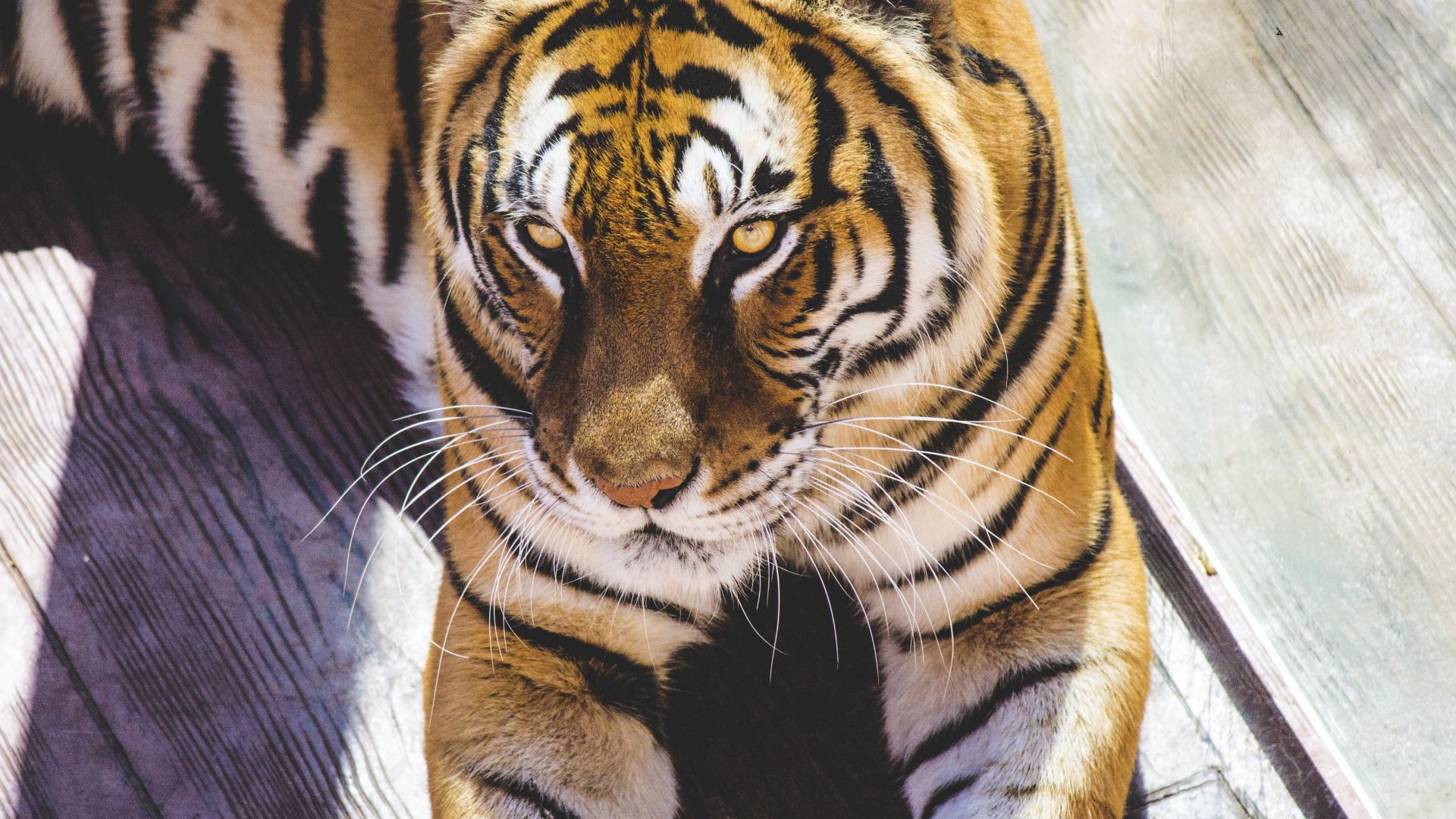 Wallpaper Tiger, calm, predator, animal, 5k