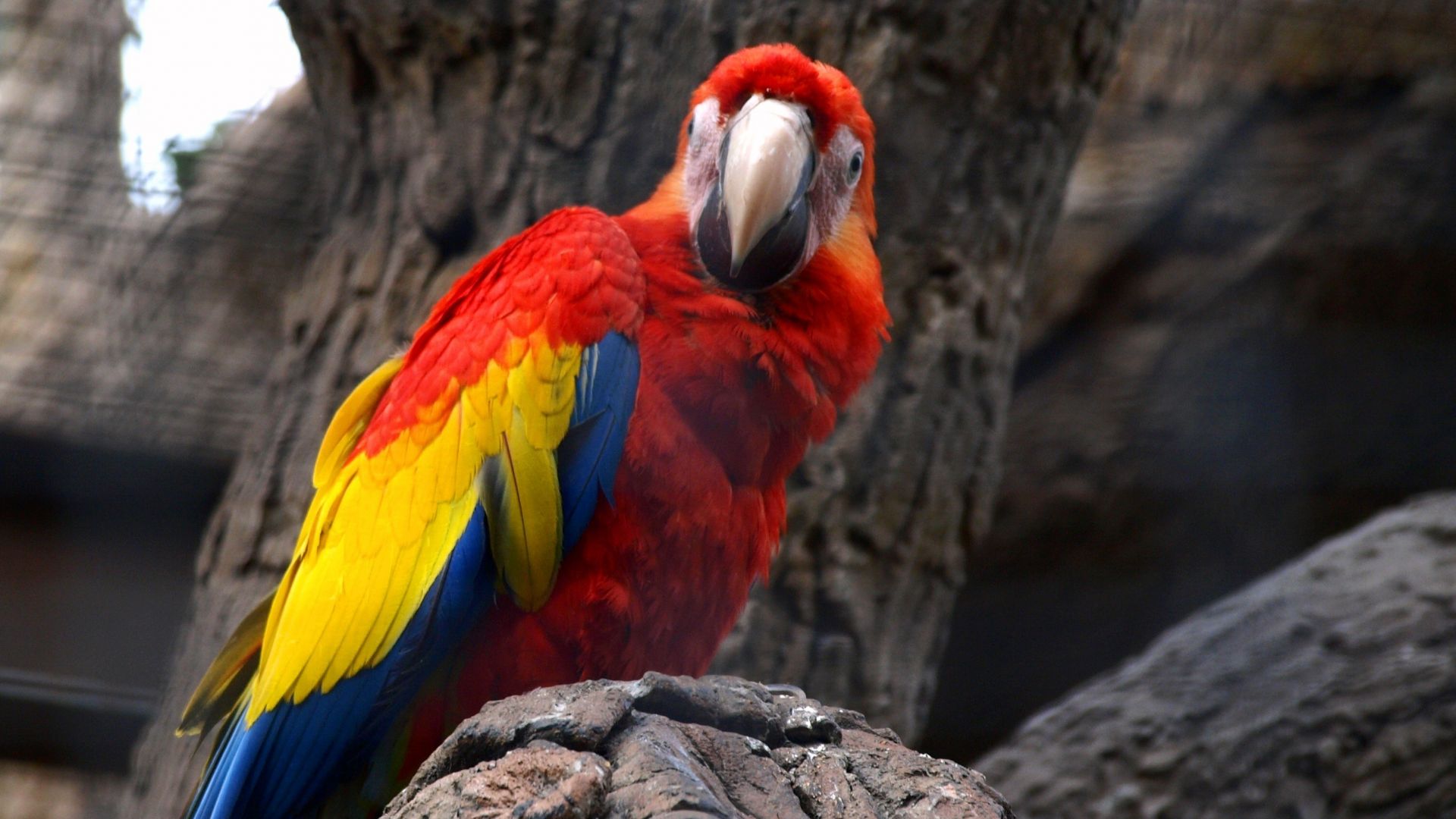 Wallpaper Red yellow macaw, parrot