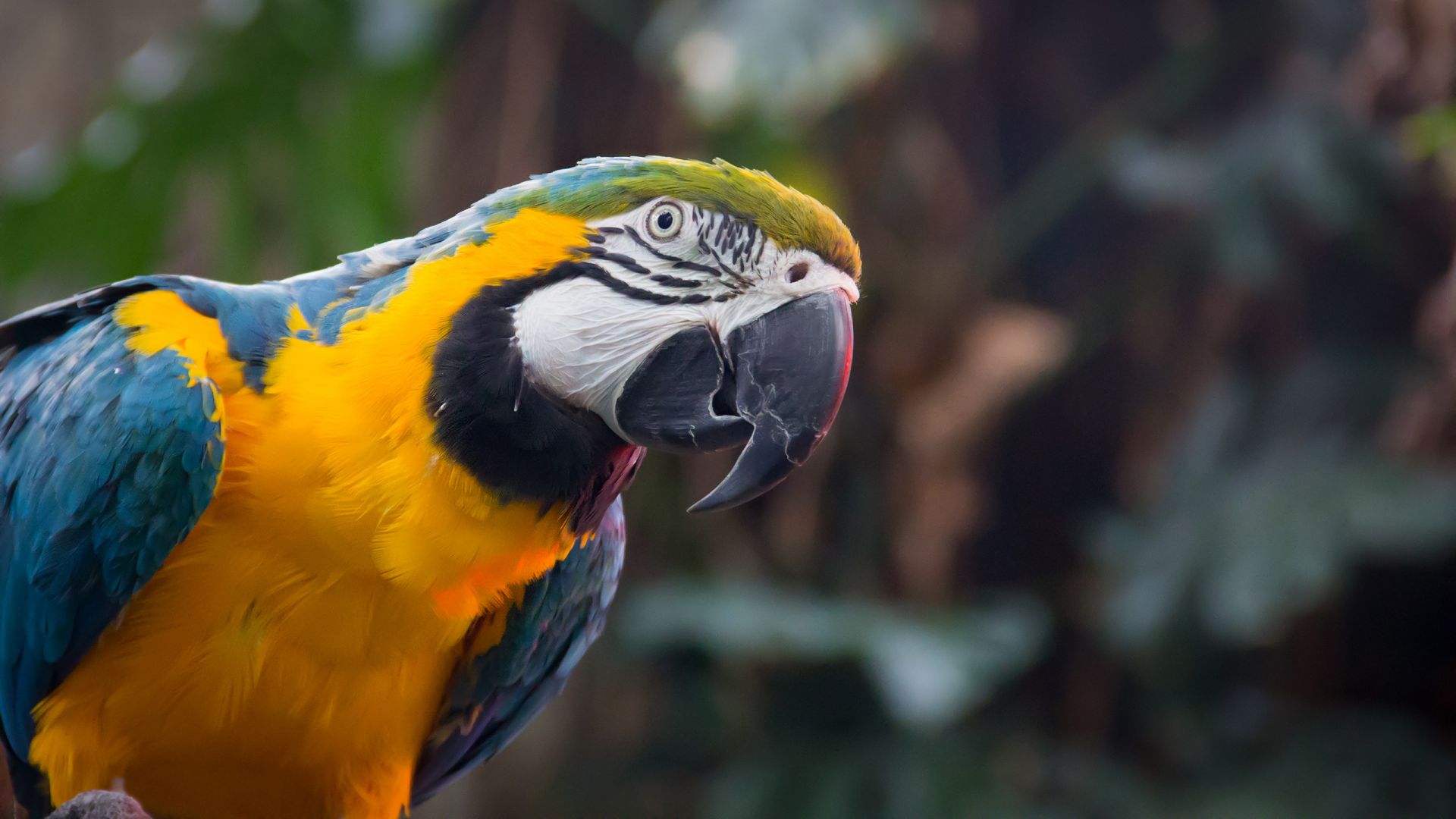 Wallpaper Blue yellow bird, parrot, macaw, beak