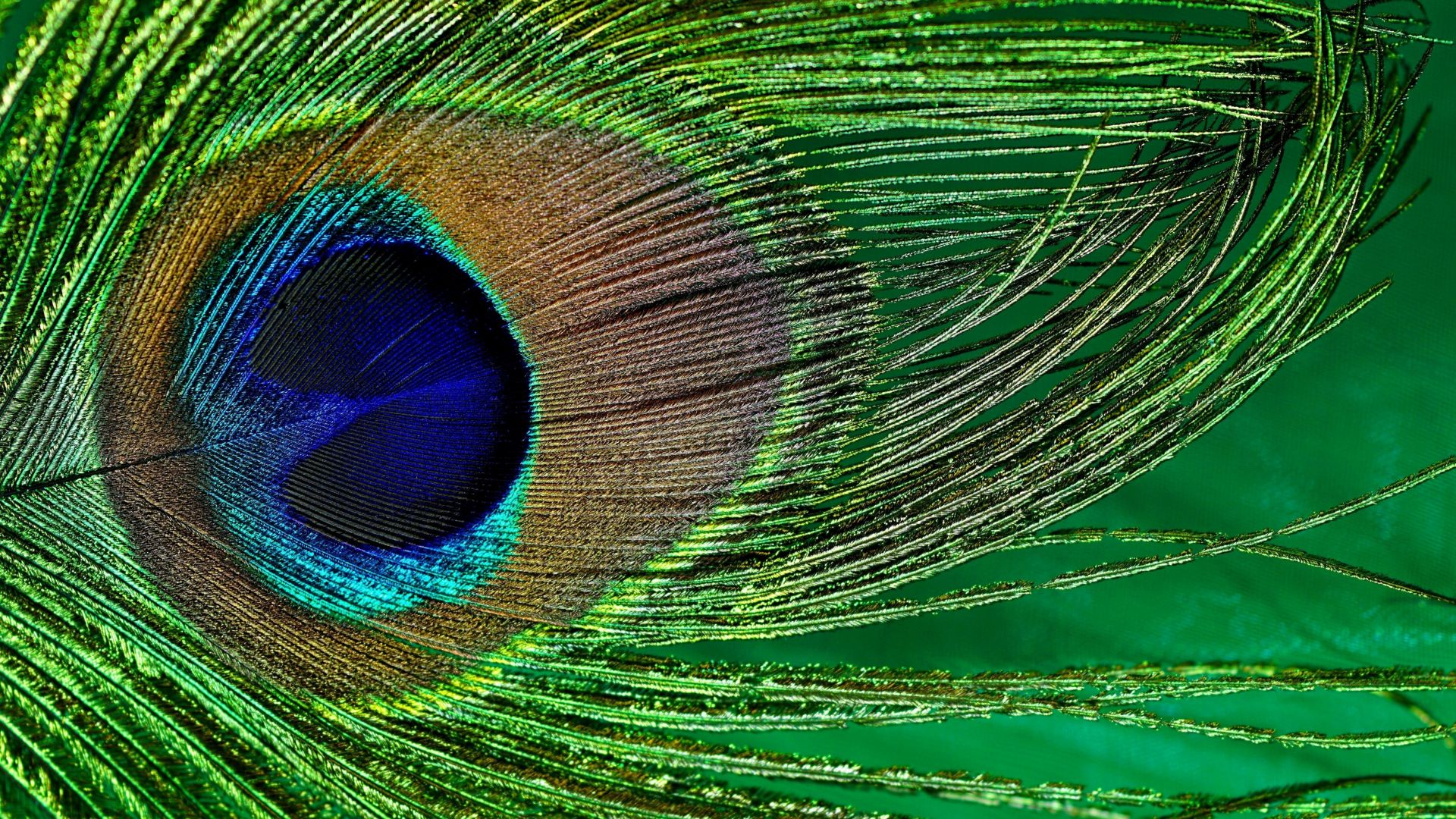 Wallpaper Close up, peacock, feather, colorful, birds plumage, 5k