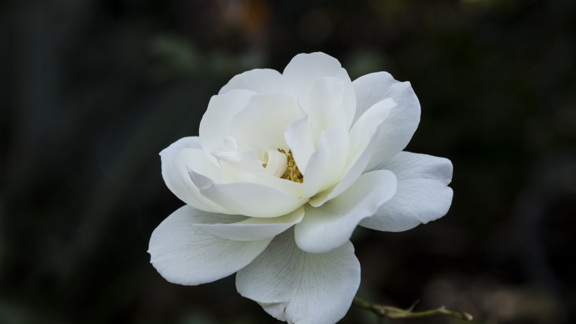 Wallpaper White flower, spring, bloom, close up, 5k
