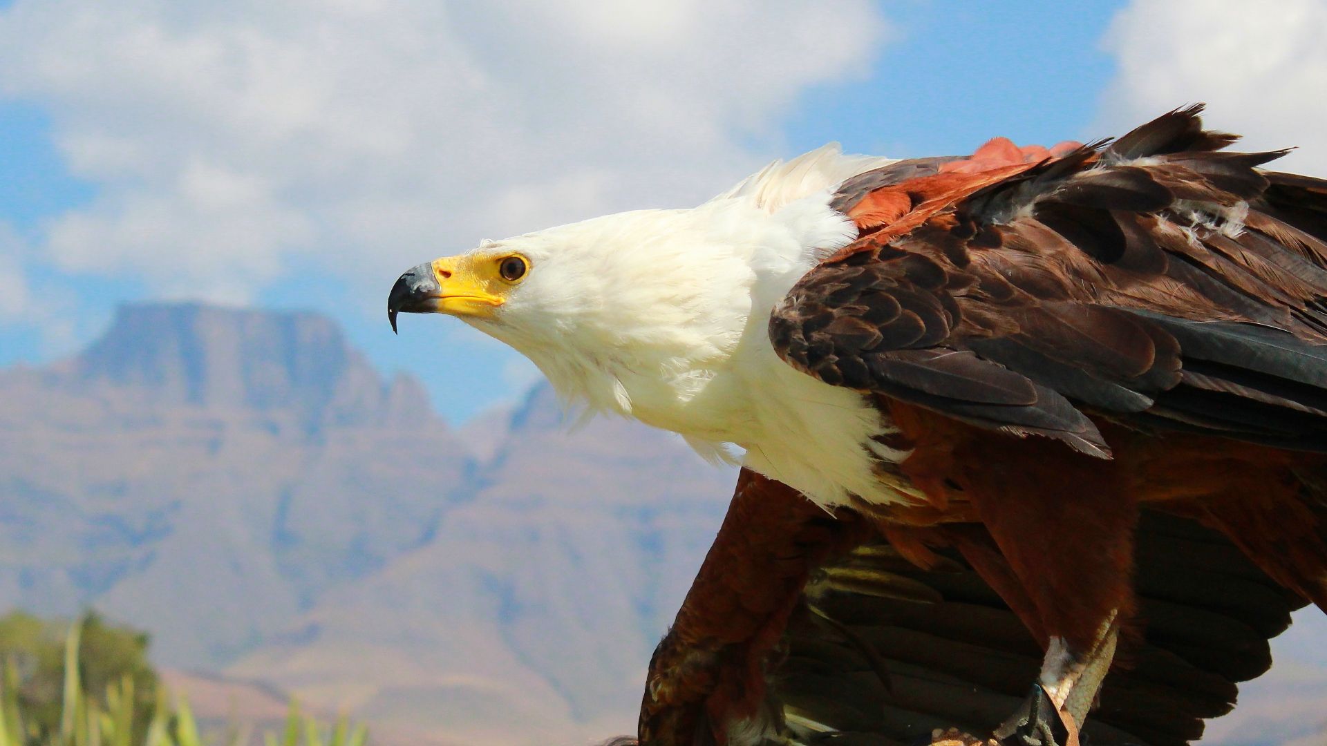 Wallpaper Eagle, bird, feathers, predator