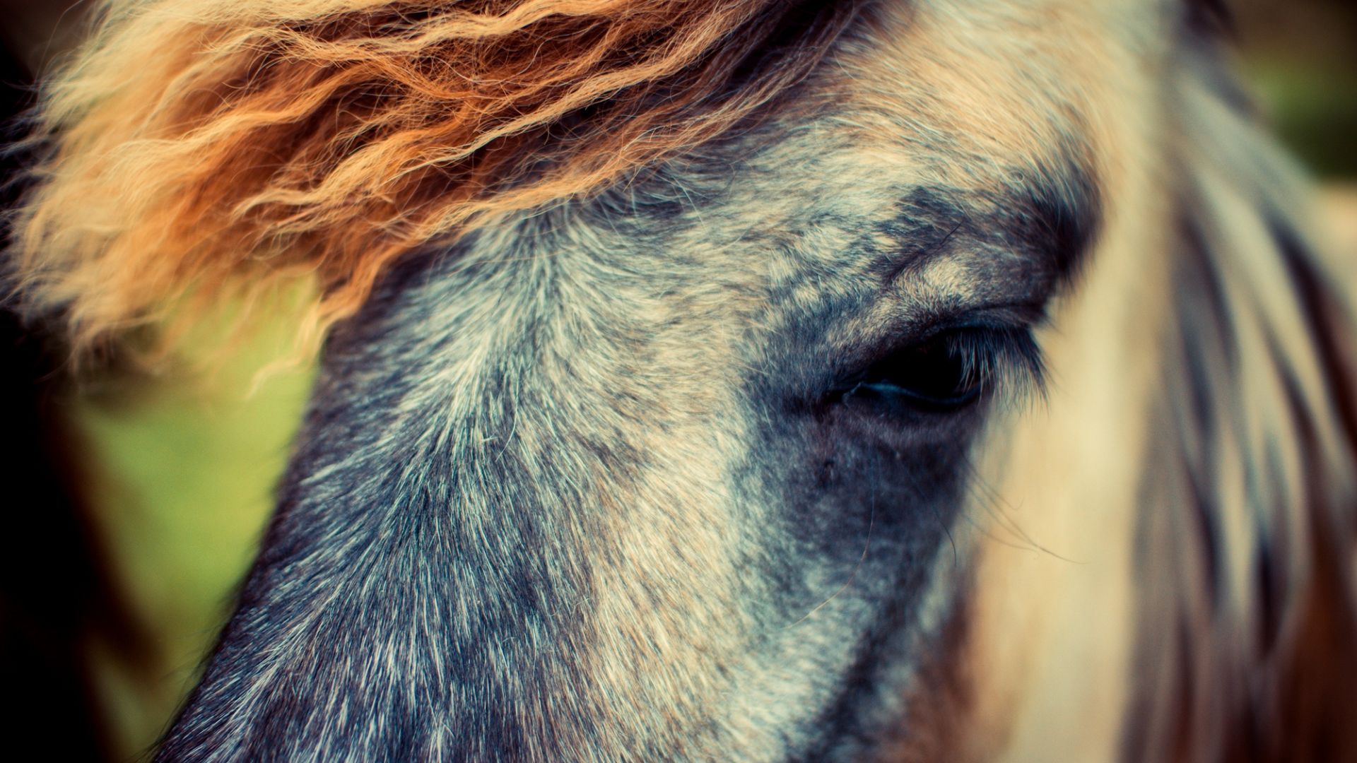 Wallpaper Pony, horse, muzzle, eyes