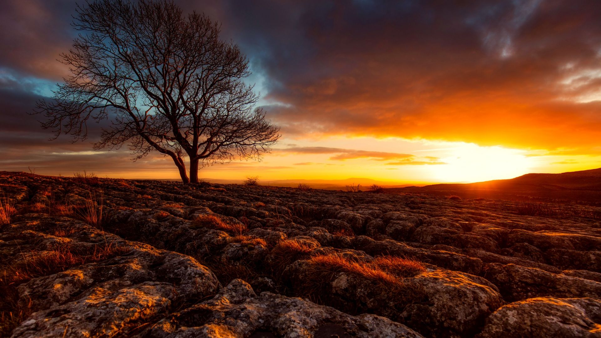 Wallpaper Yorkshire, sunset, tree, landscape