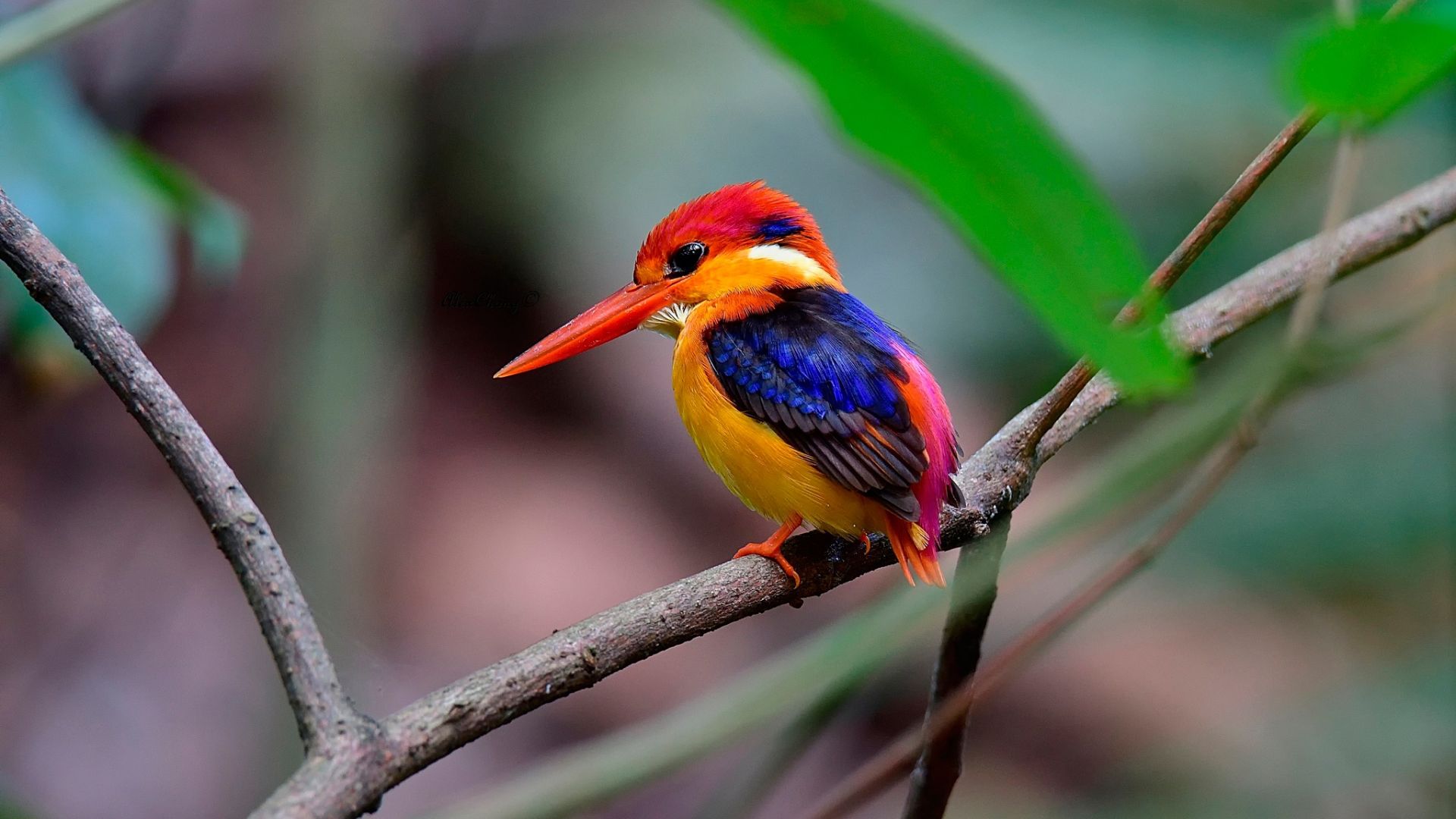 Wallpaper Beautiful bird, kingfisher, colorful bird