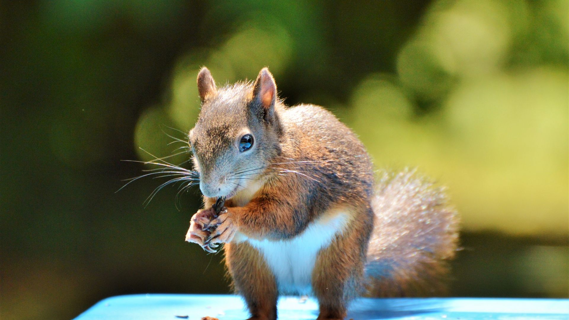 Wallpaper Squirrel, rodent, small animal, garden, animal, eating