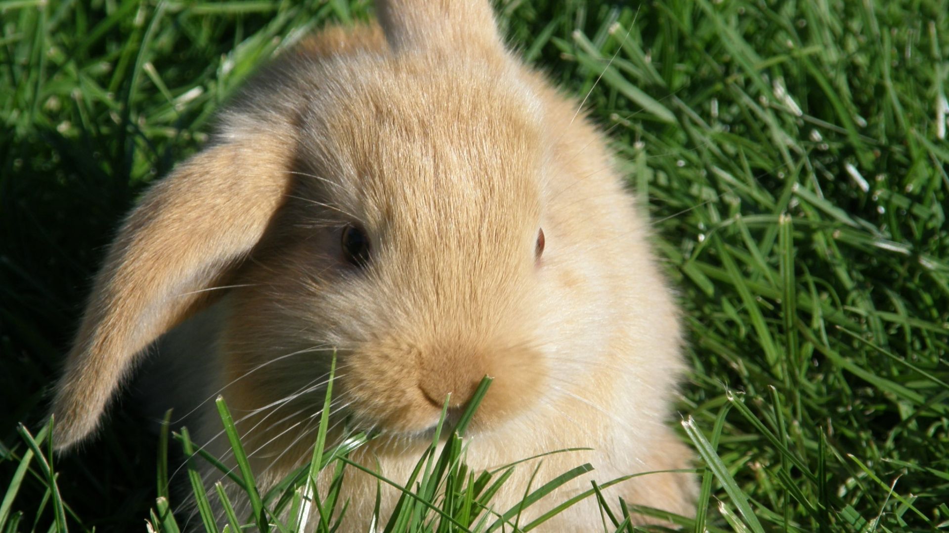 Wallpaper Cute, bunny, rabbit, eating, grass