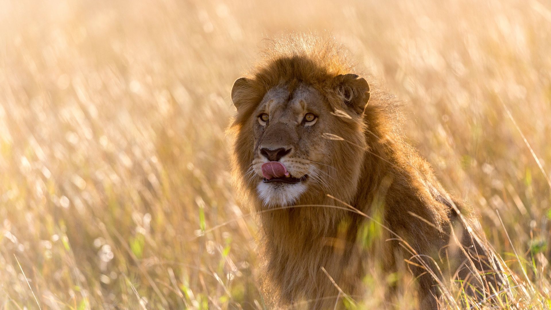 Wallpaper Wild animal, predator, lion, grassfield