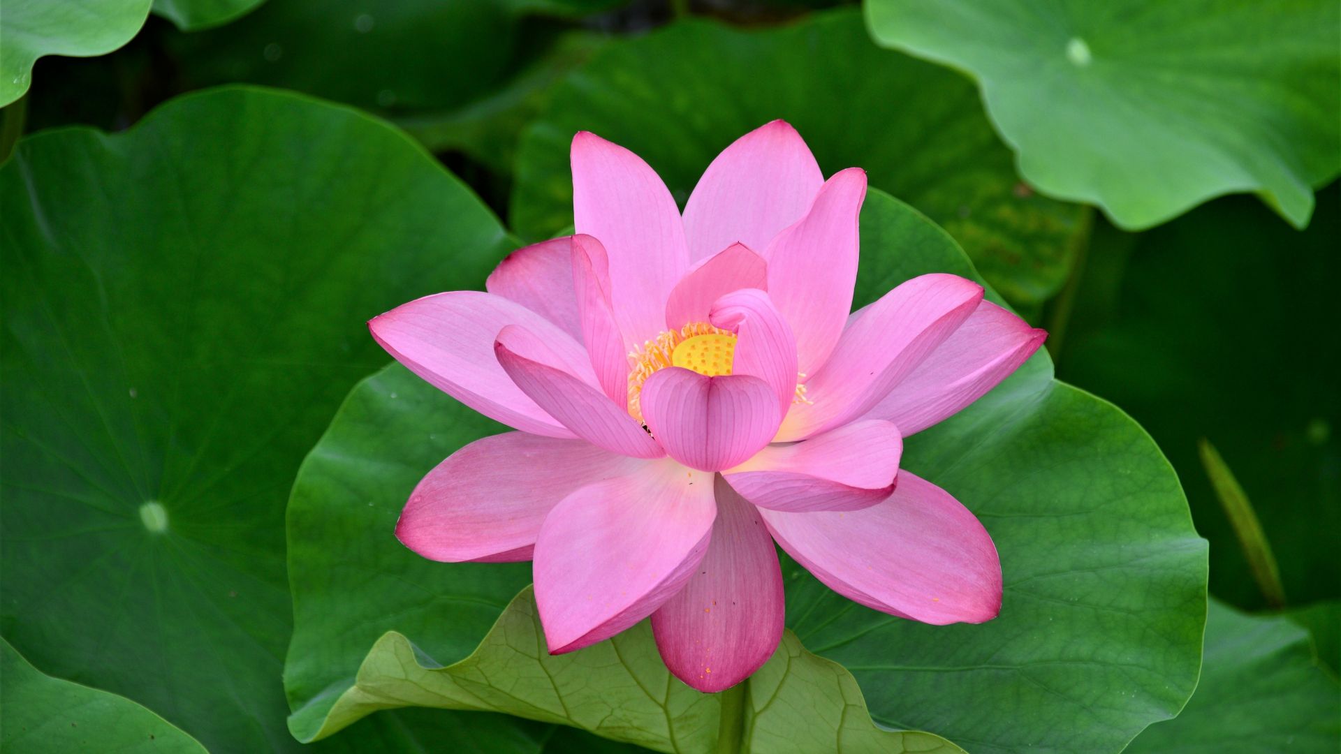 Desktop Wallpaper Bloom, Flowers, Pink Lotus, Green Leaves, 5k, Hd Image,  Picture, Background, 6584ae