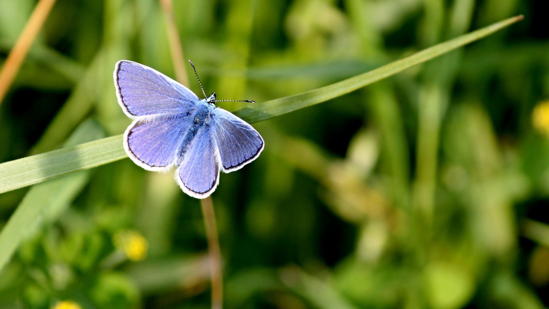 Wallpaper Common blue, butterfly, insect, leaves