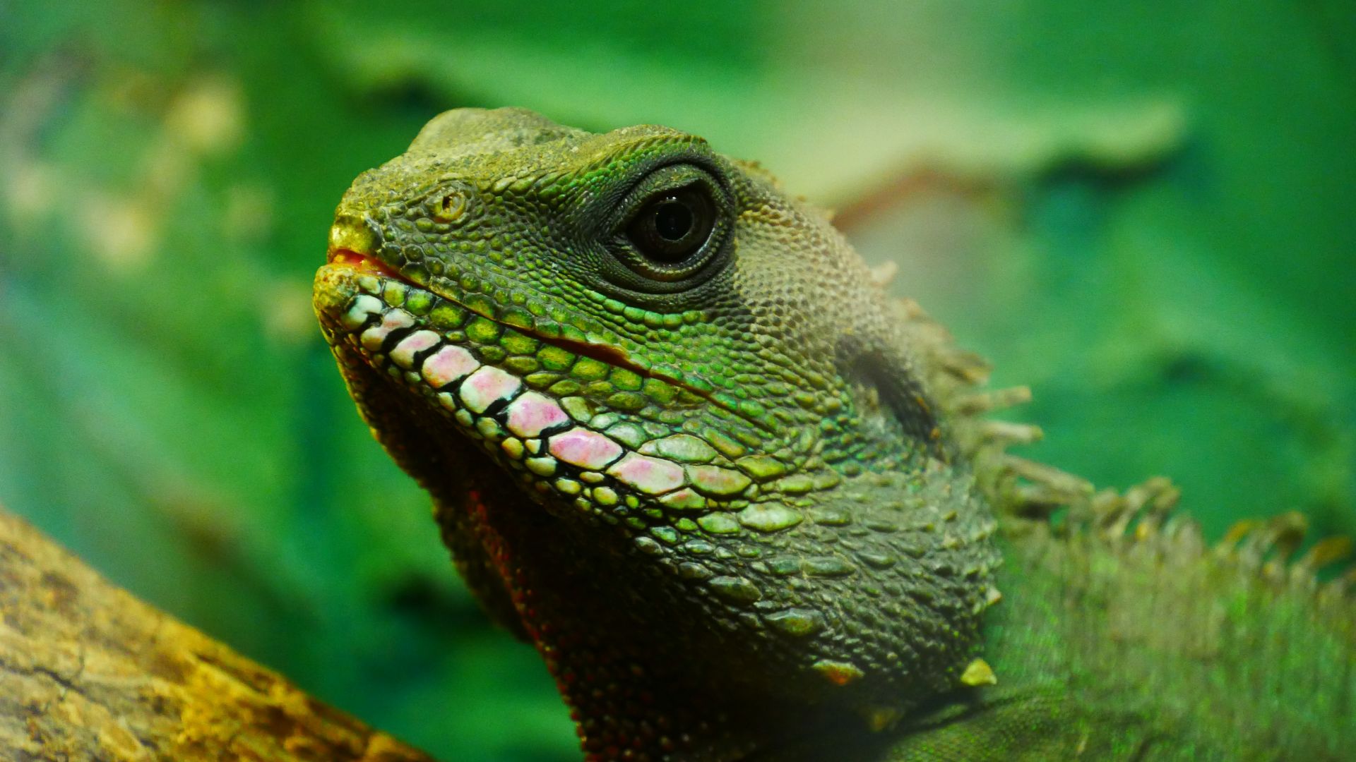 Wallpaper Muzzle, reptile, green lizard