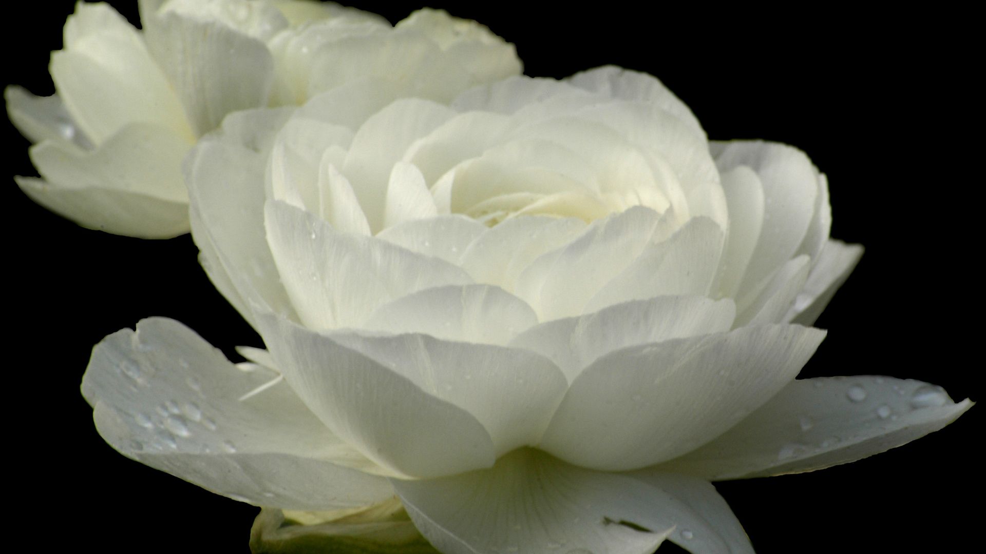 Wallpaper Drops, white flowers, white rose, petals