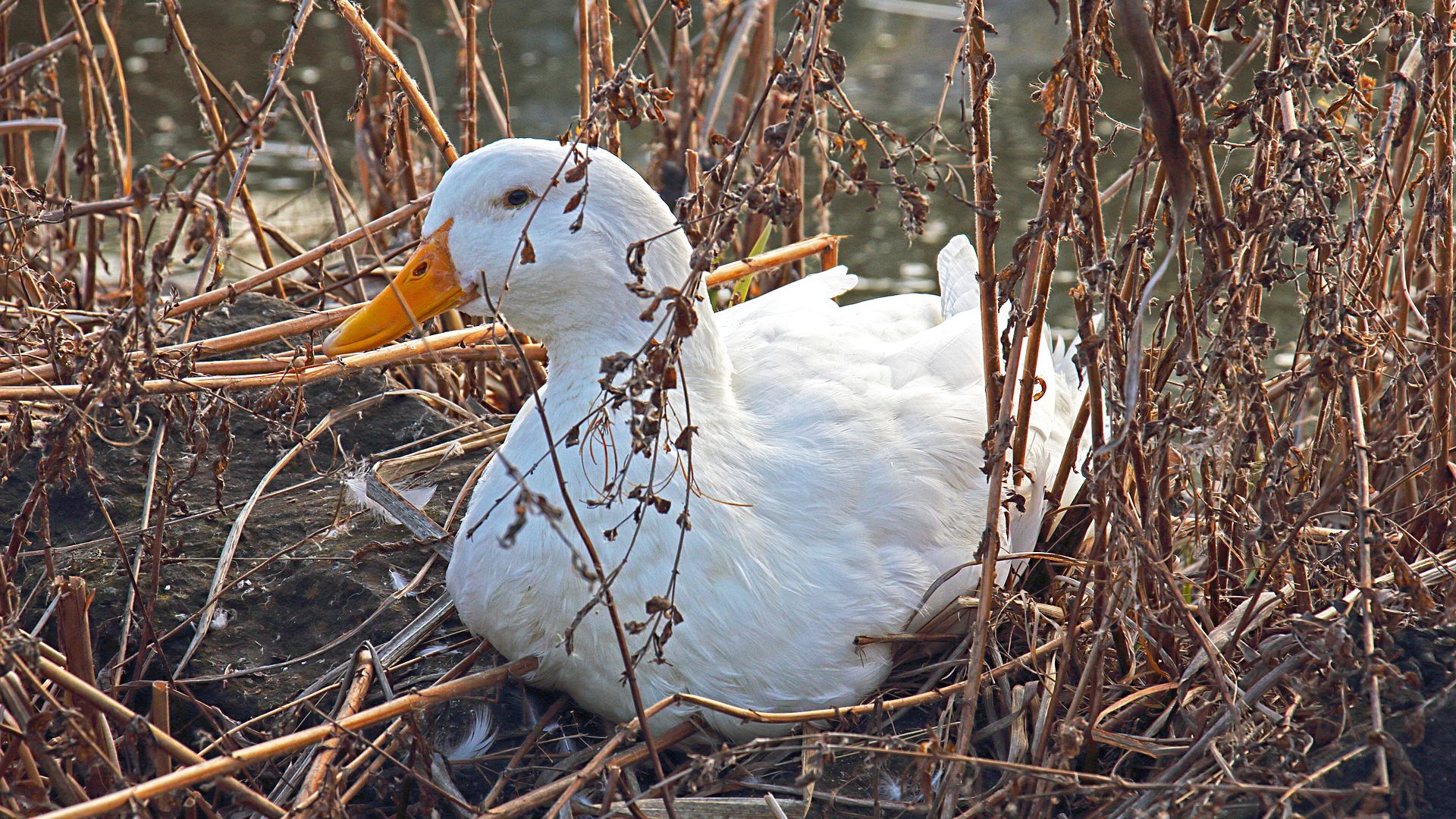 Wallpaper Goose, white bird, sitting
