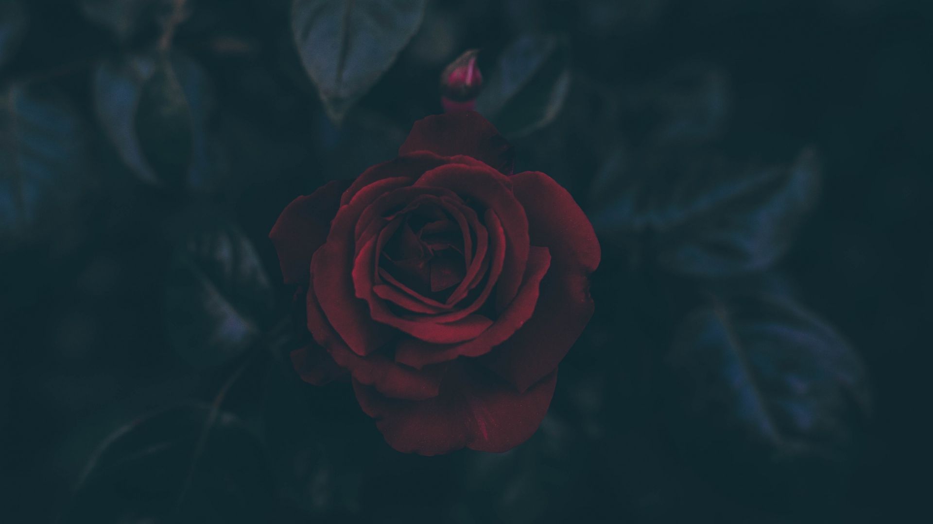 Wallpaper Red rose, close up, 4k