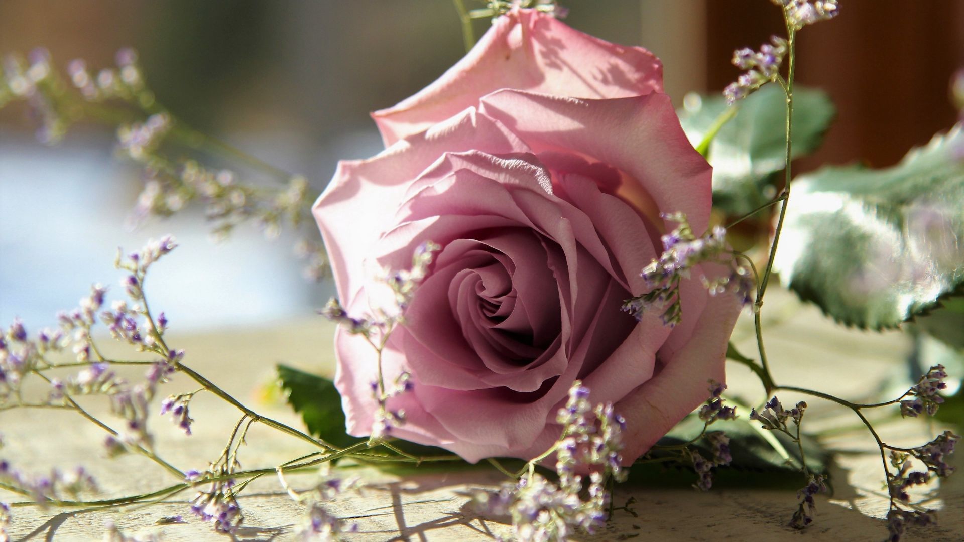 Wallpaper Lovely, beautiful, pink rose, flower