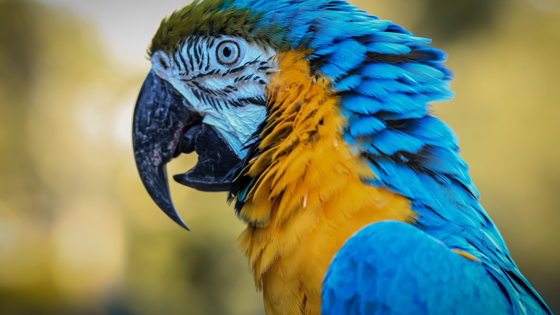 Desktop Wallpaper Macaw, Bird, Muzzle, Beak, Hd Image, Picture, Background,  676153