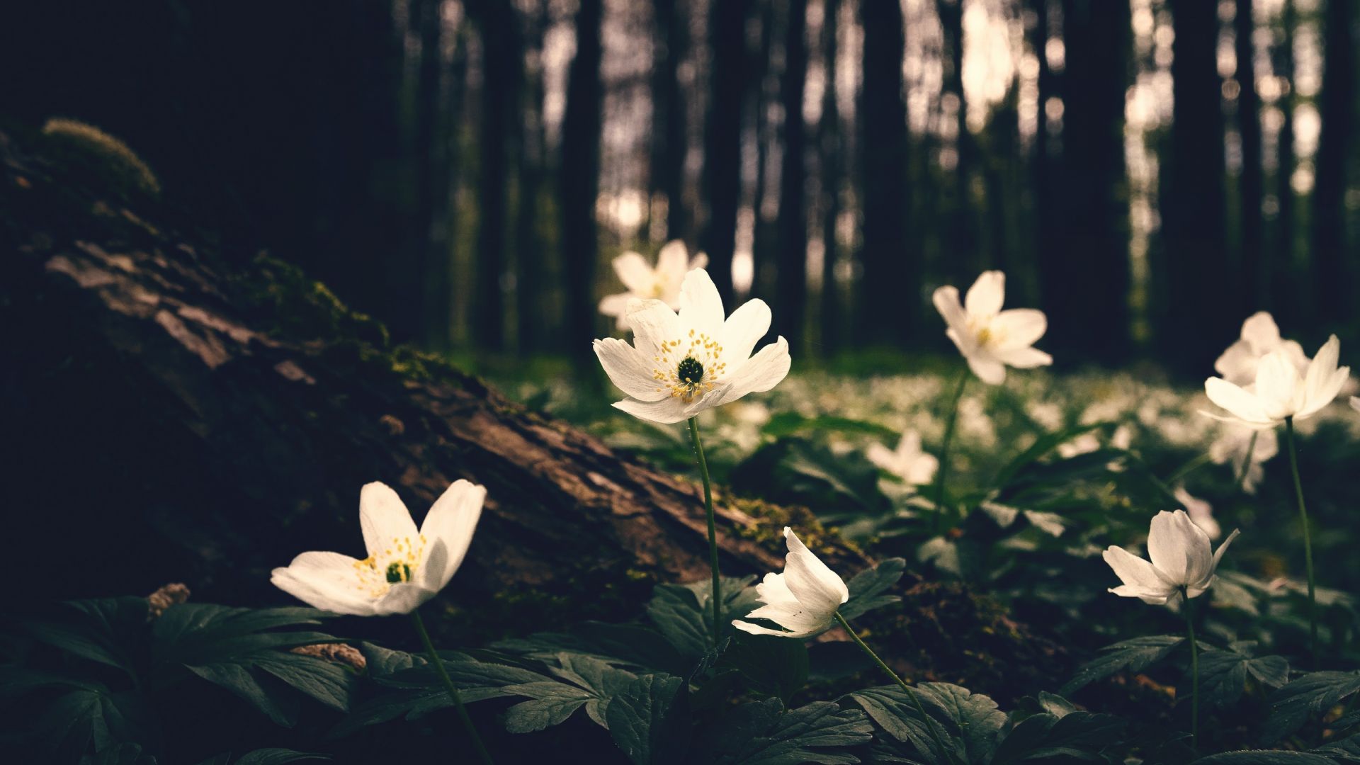 Desktop Wallpaper White Flowers, Wild, Forest, Hd Image, Picture,  Background, 67b4fa