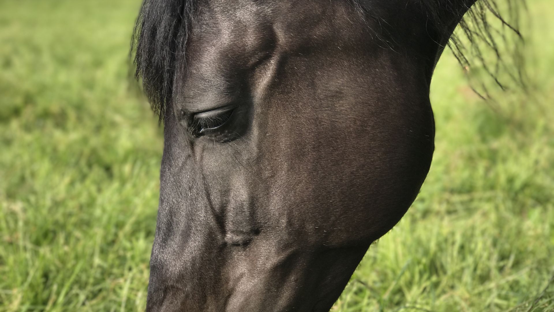 Wallpaper Black horse, grazing, muzzle, grass