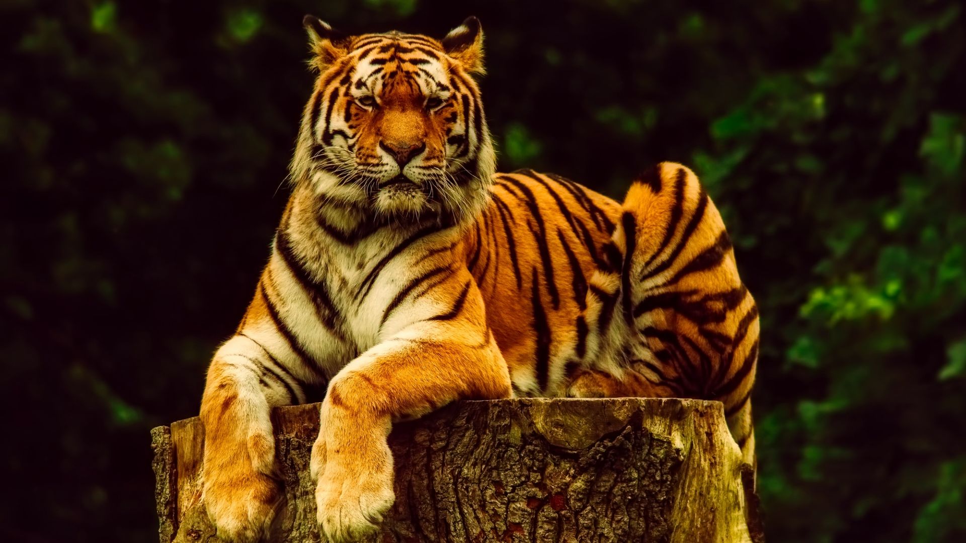 Wallpaper Tiger, sit, predator, calm, animal