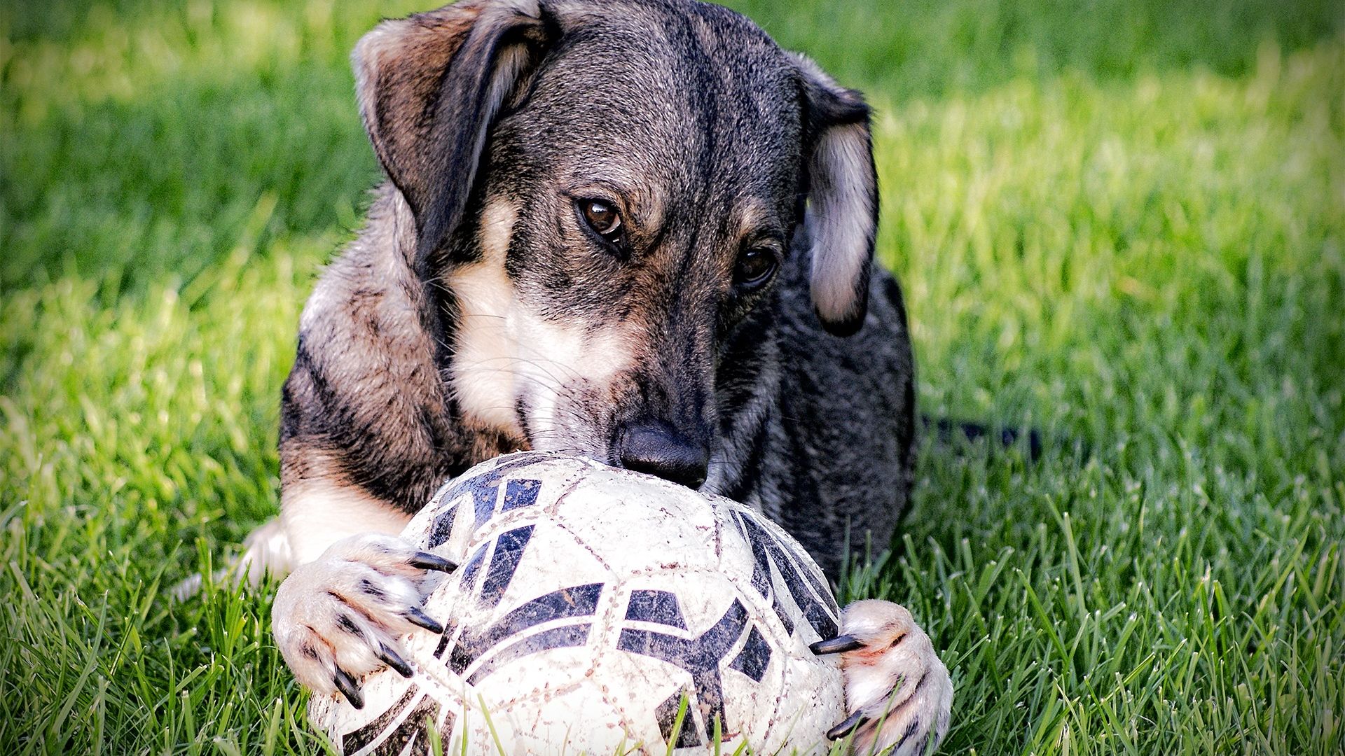 Wallpaper Beagle, dog, ball, play, grass