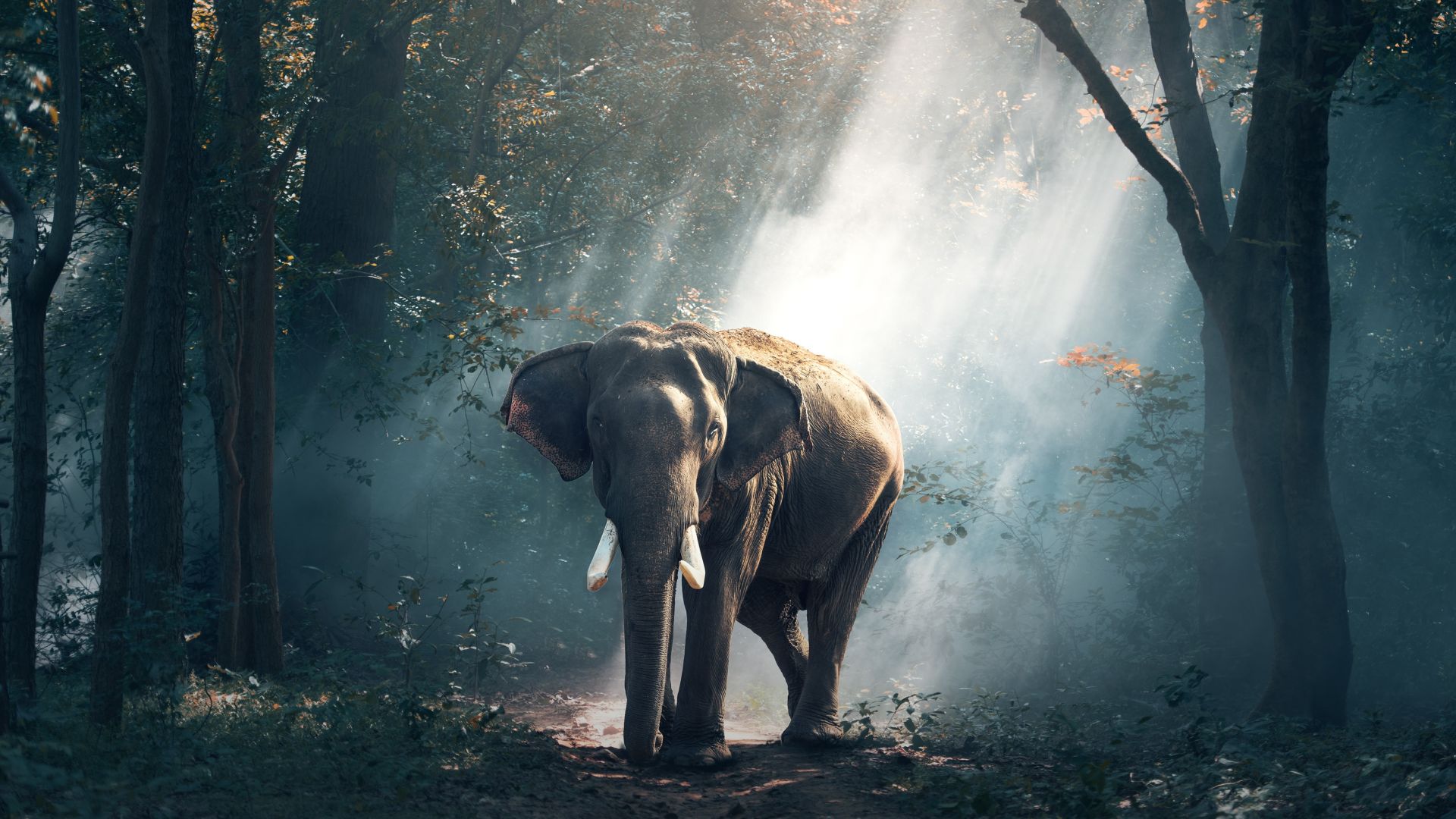 Wallpaper Elephant, wild mammal, animal, forest, sunbeam, 4k