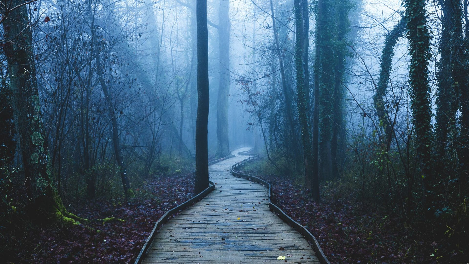 Wallpaper Wooden path in forest