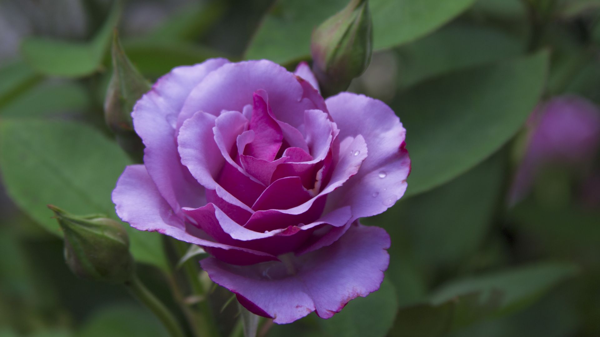 Wallpaper Close up, purple rose, flower, bloom, 5k