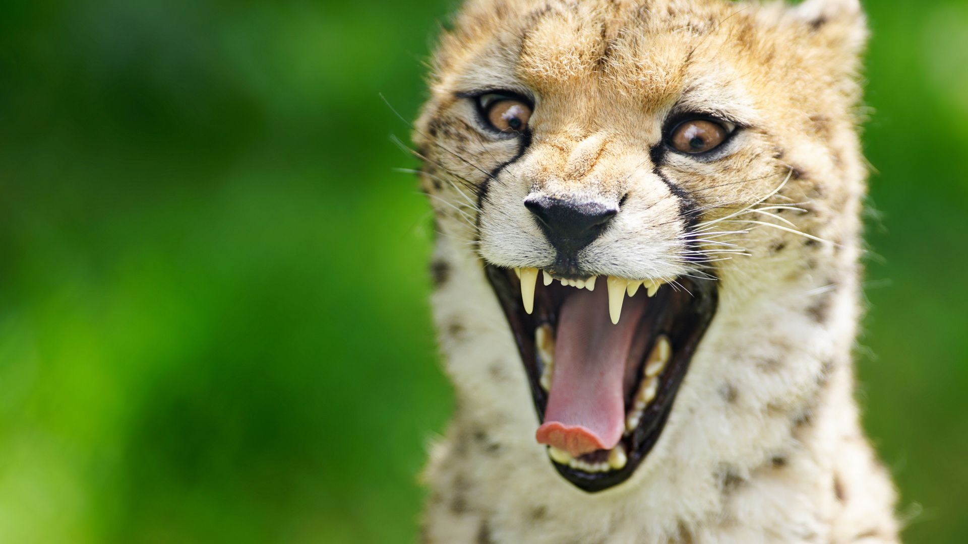 Wallpaper Angry, cheetah, muzzle, predator, animal