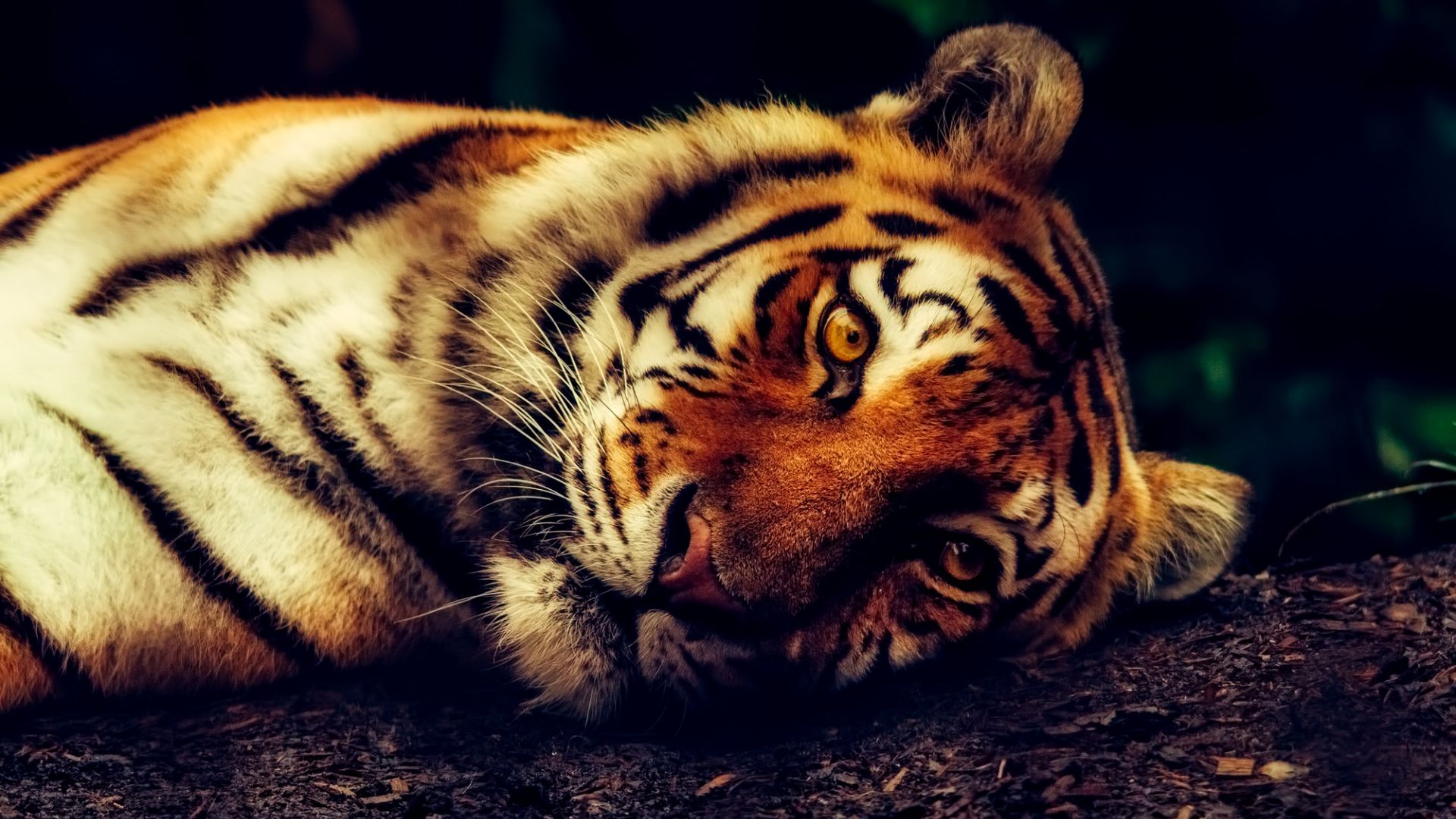 Wallpaper Tiger, predator, muzzle, animal, lying down