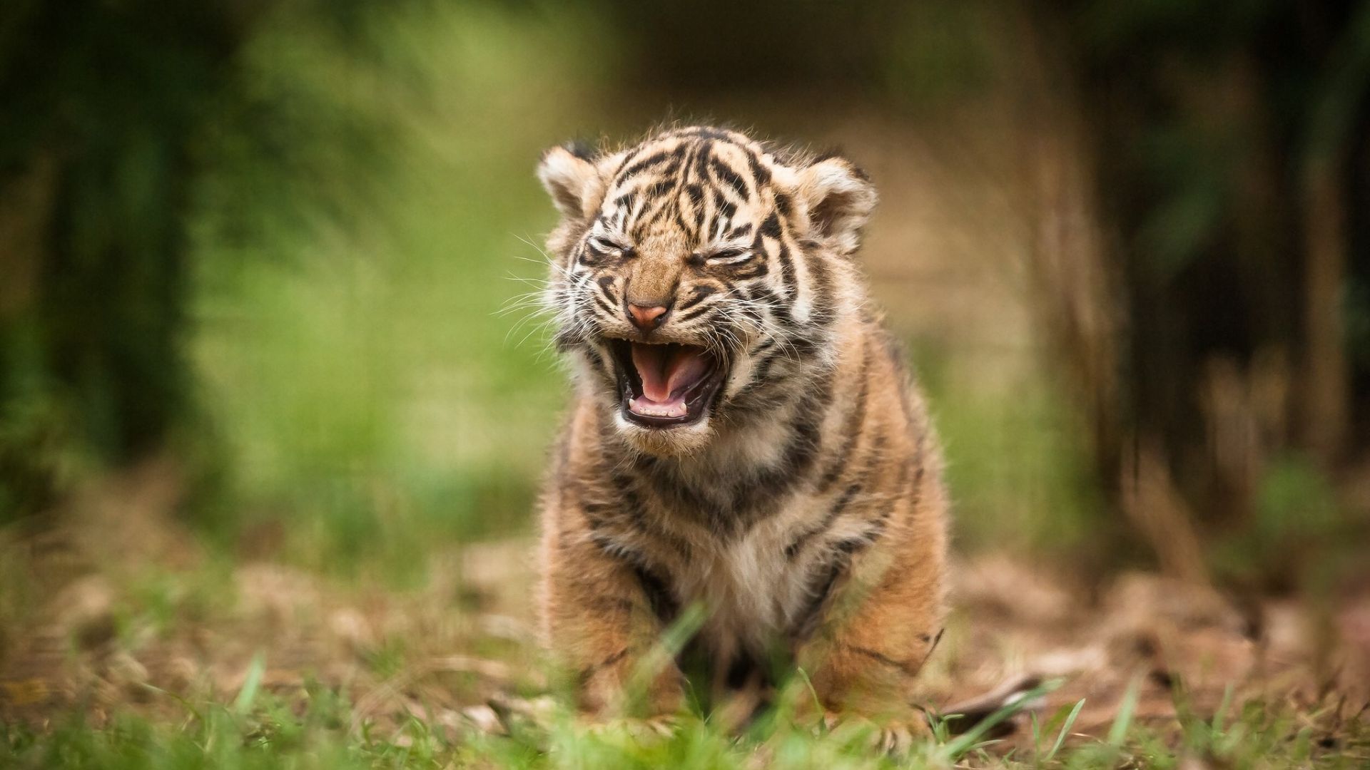 Wallpaper Tiger cub predator animal