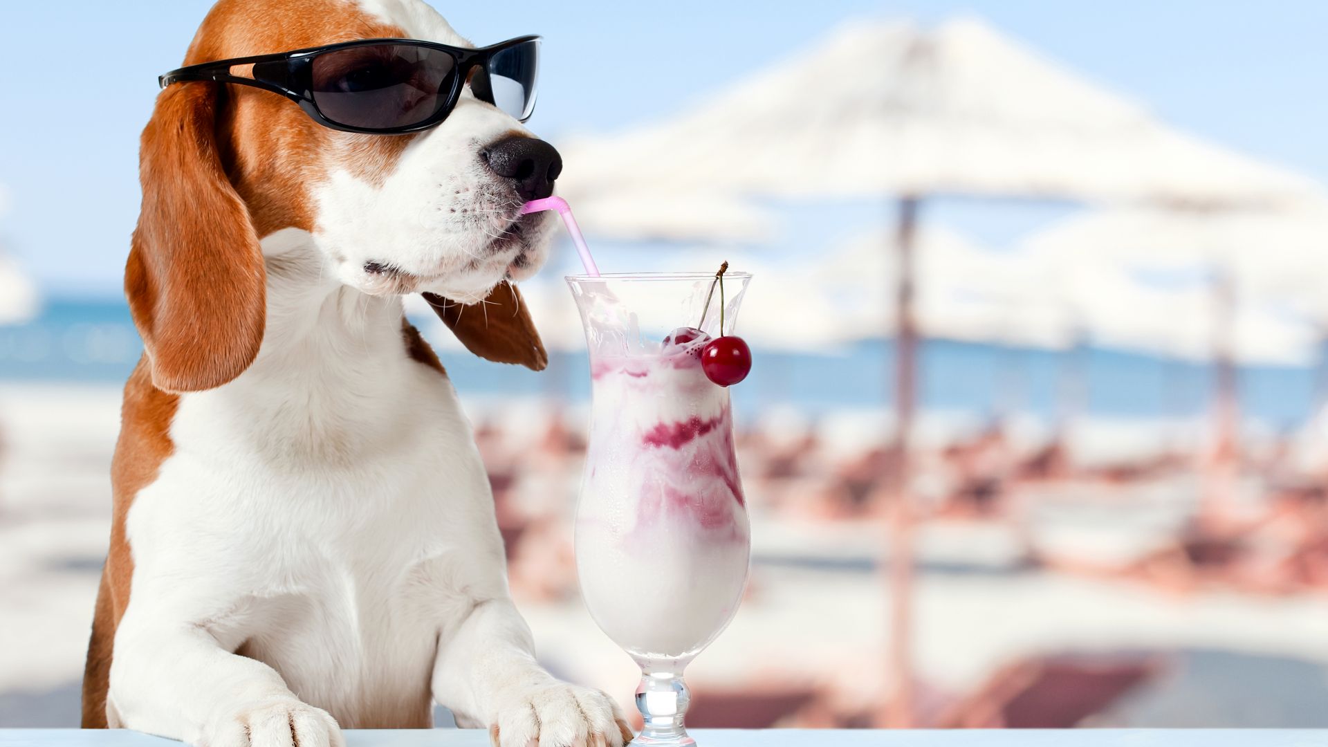 Desktop Wallpaper Beagle, Dog, Drinks, Summer, Holiday, Funny, Sunglasses,  Hd Image, Picture, Background, 69d091