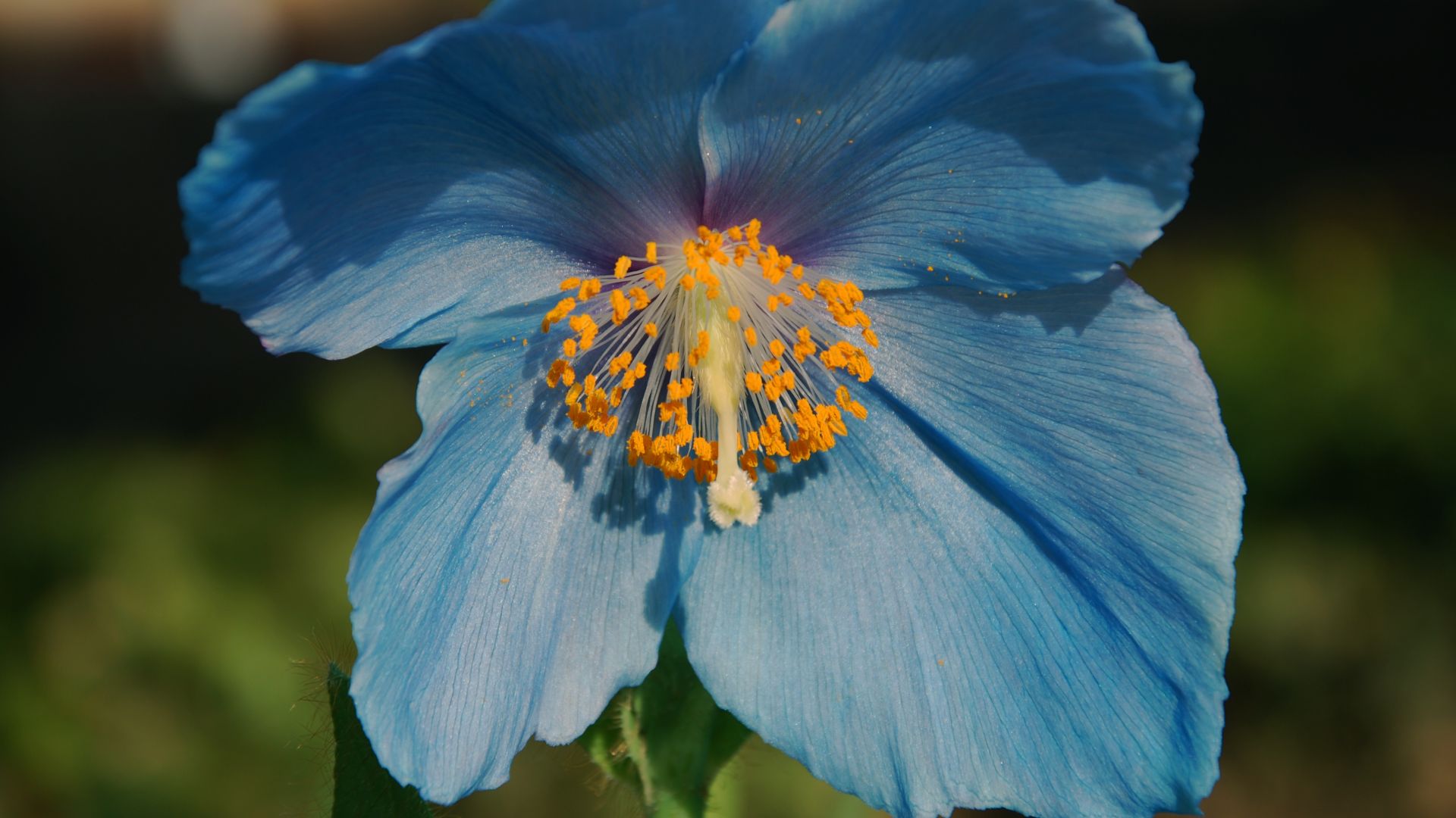 Wallpaper Blue poppy flower