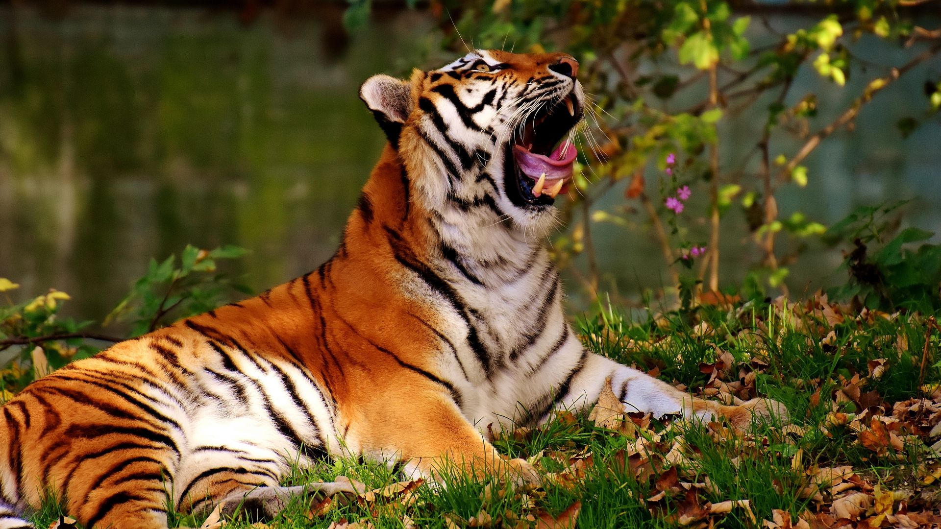 Wallpaper Big cat, predator, yawn, tiger, wild animal, 5k