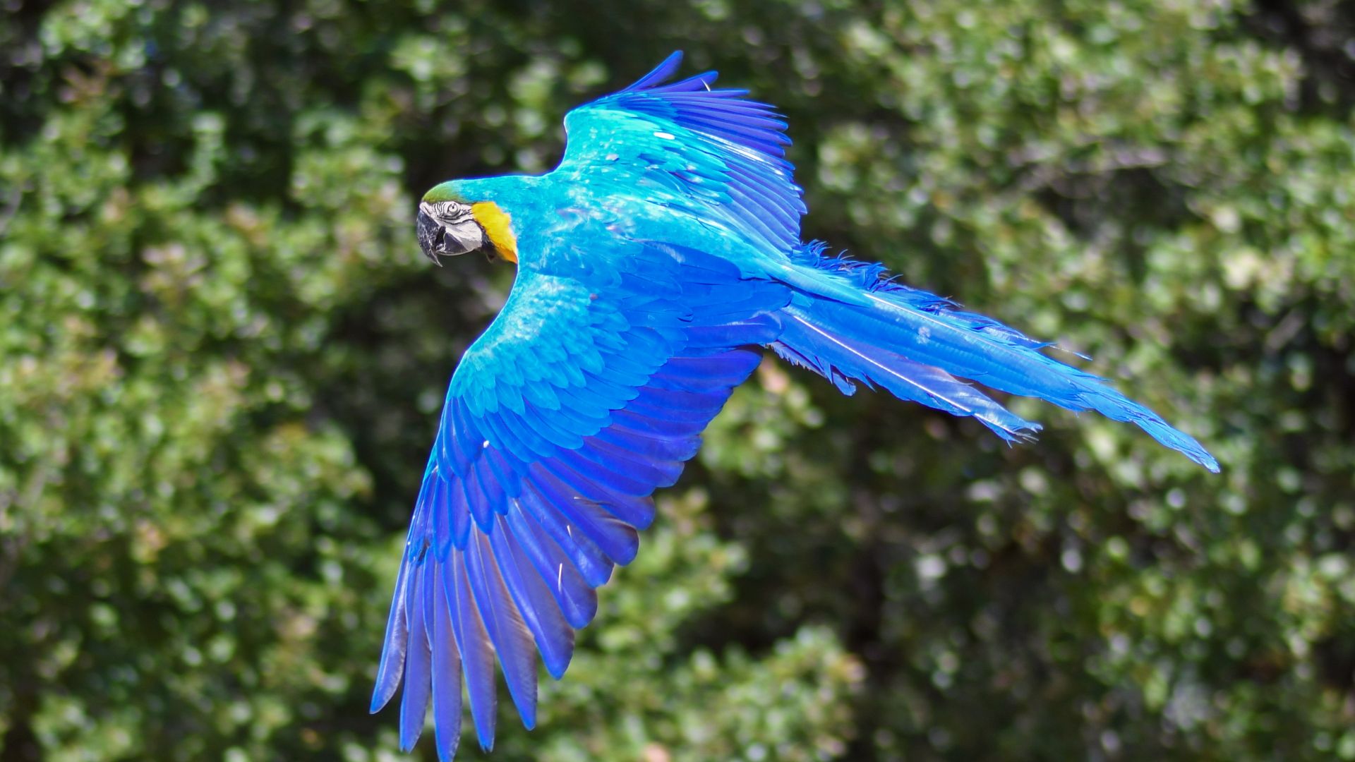Wallpaper Parrot, blue orange bird, macaw bird, flight, 4k