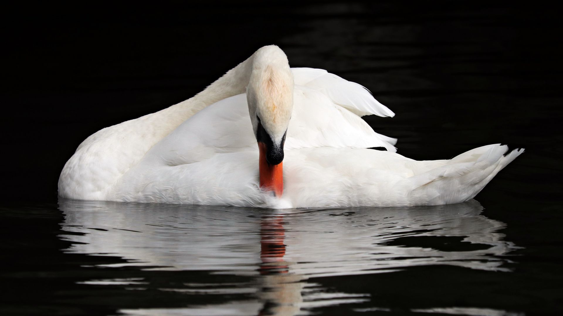 Wallpaper White swan, bird, swim, reflections
