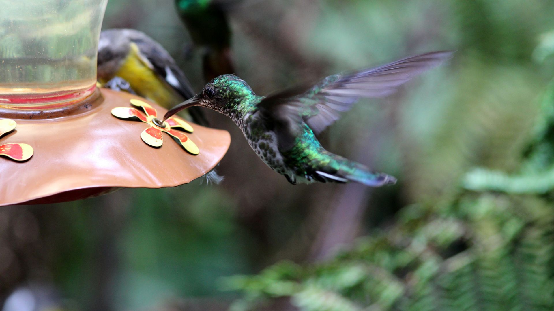 Wallpaper Cute small hummingbird