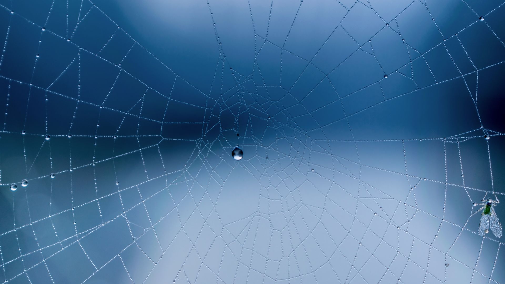 Wallpaper Spider web, close up, water drops