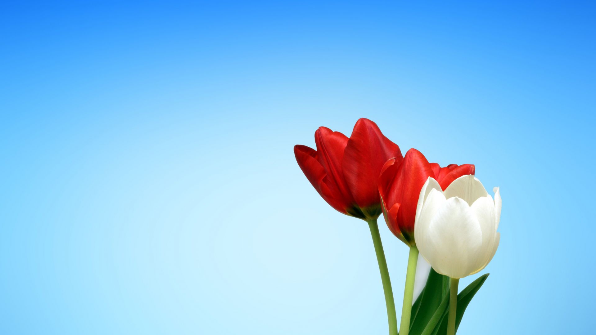 Wallpaper Spring, tulips, red white flowers