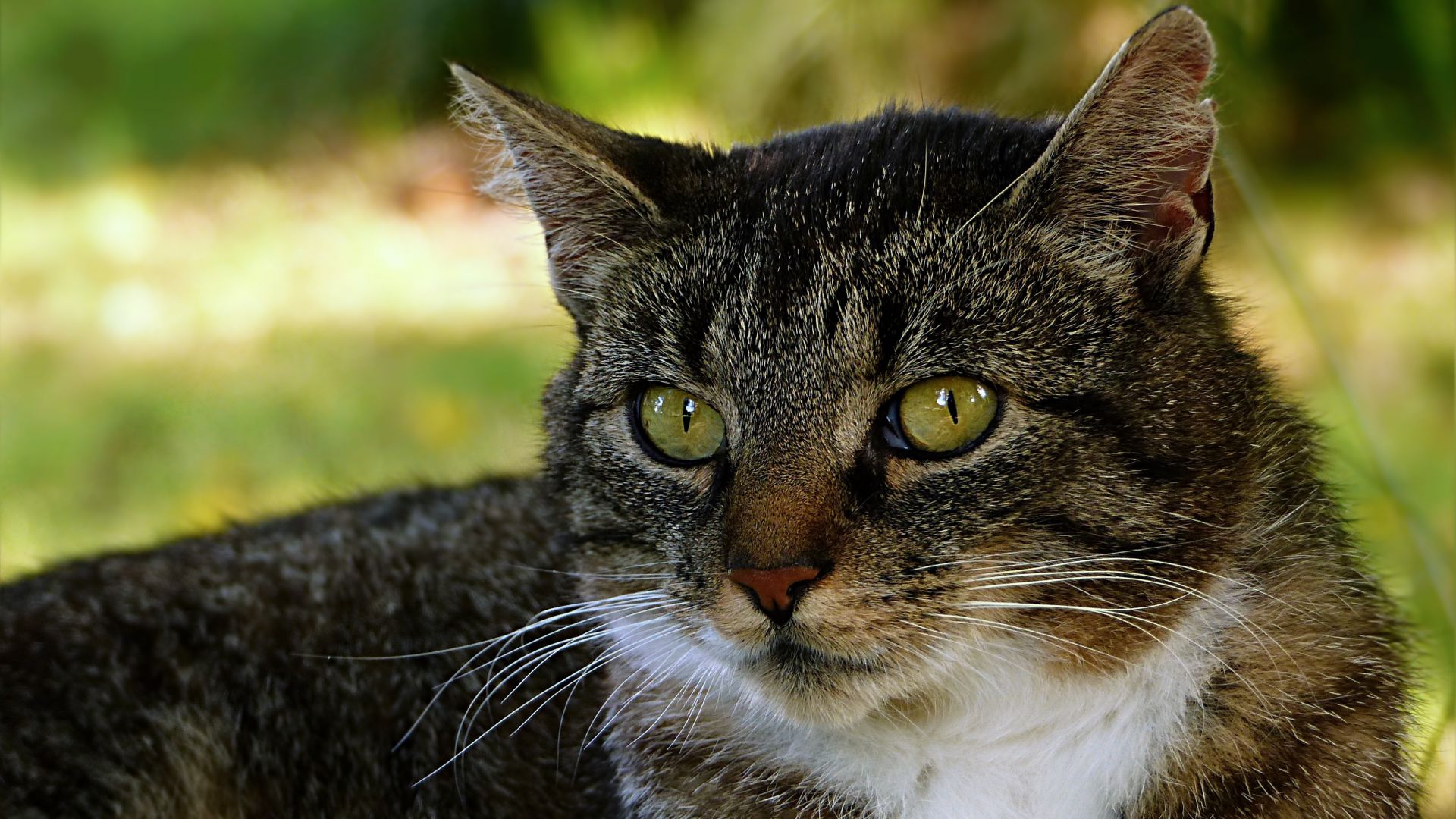 Wallpaper Cat, animal, domestic, muzzle, confident