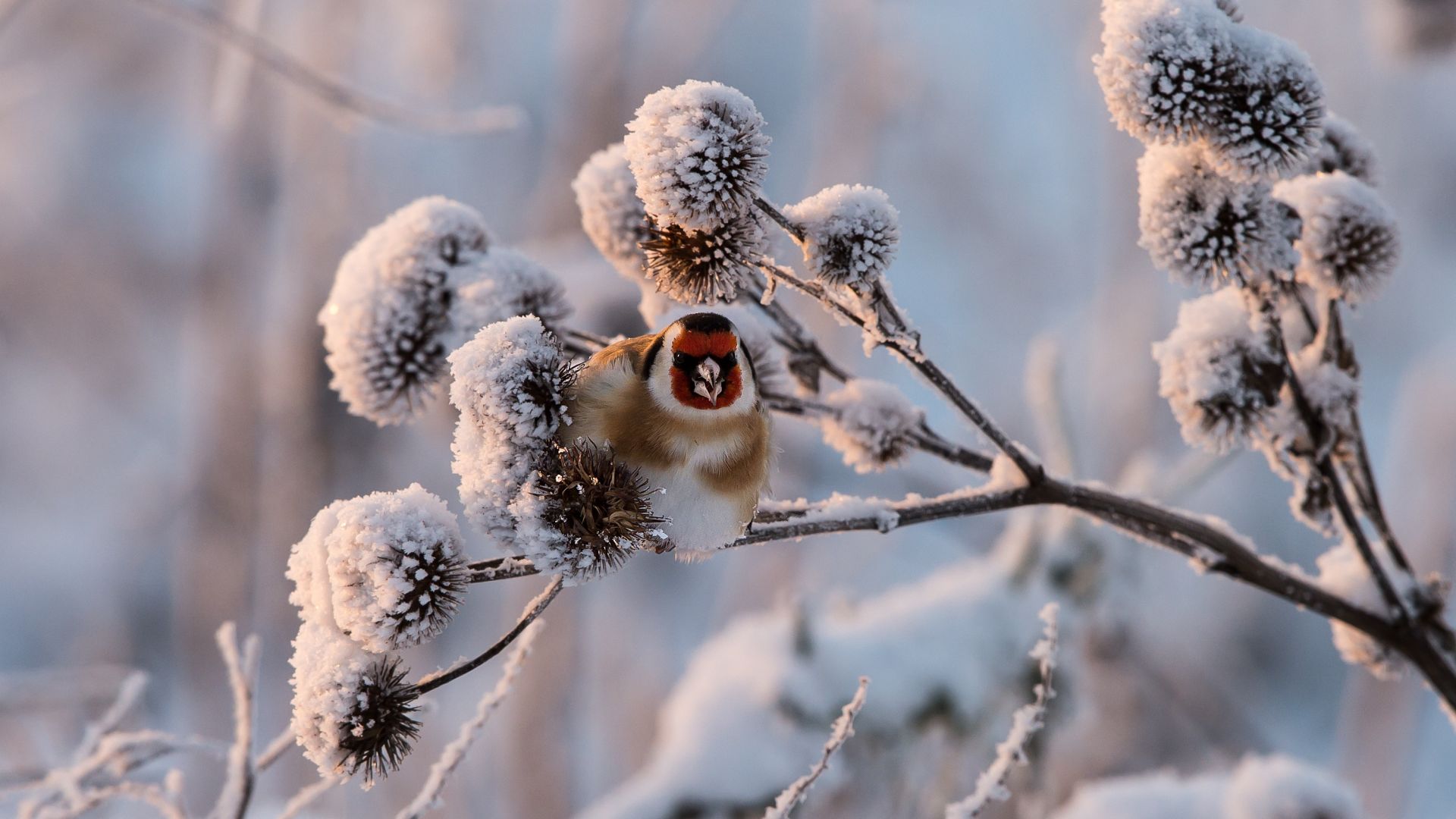 Wallpaper Goldfinch, bird, tree branch, winter