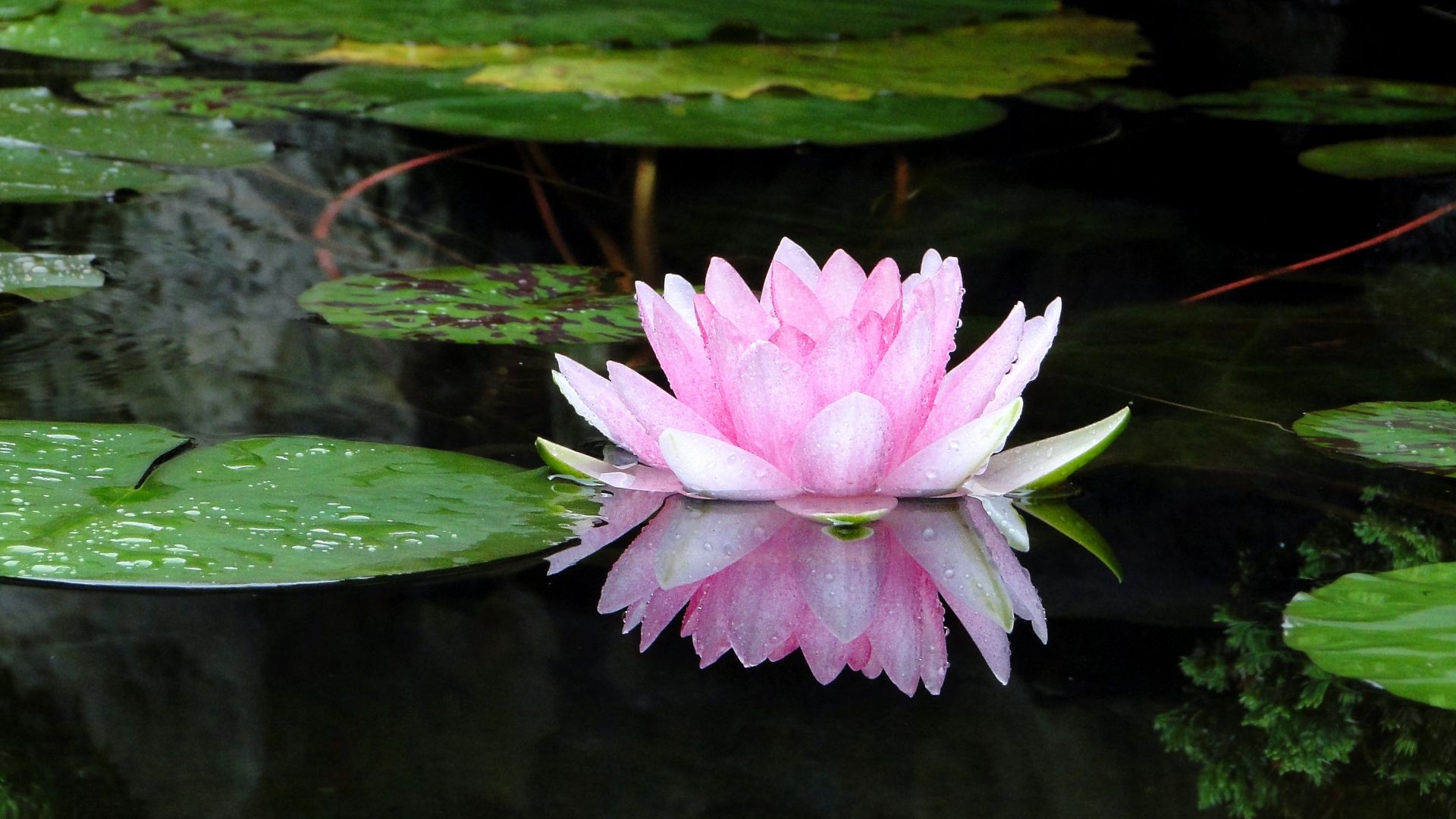 Wallpaper Pond, water lily, flower, reflections