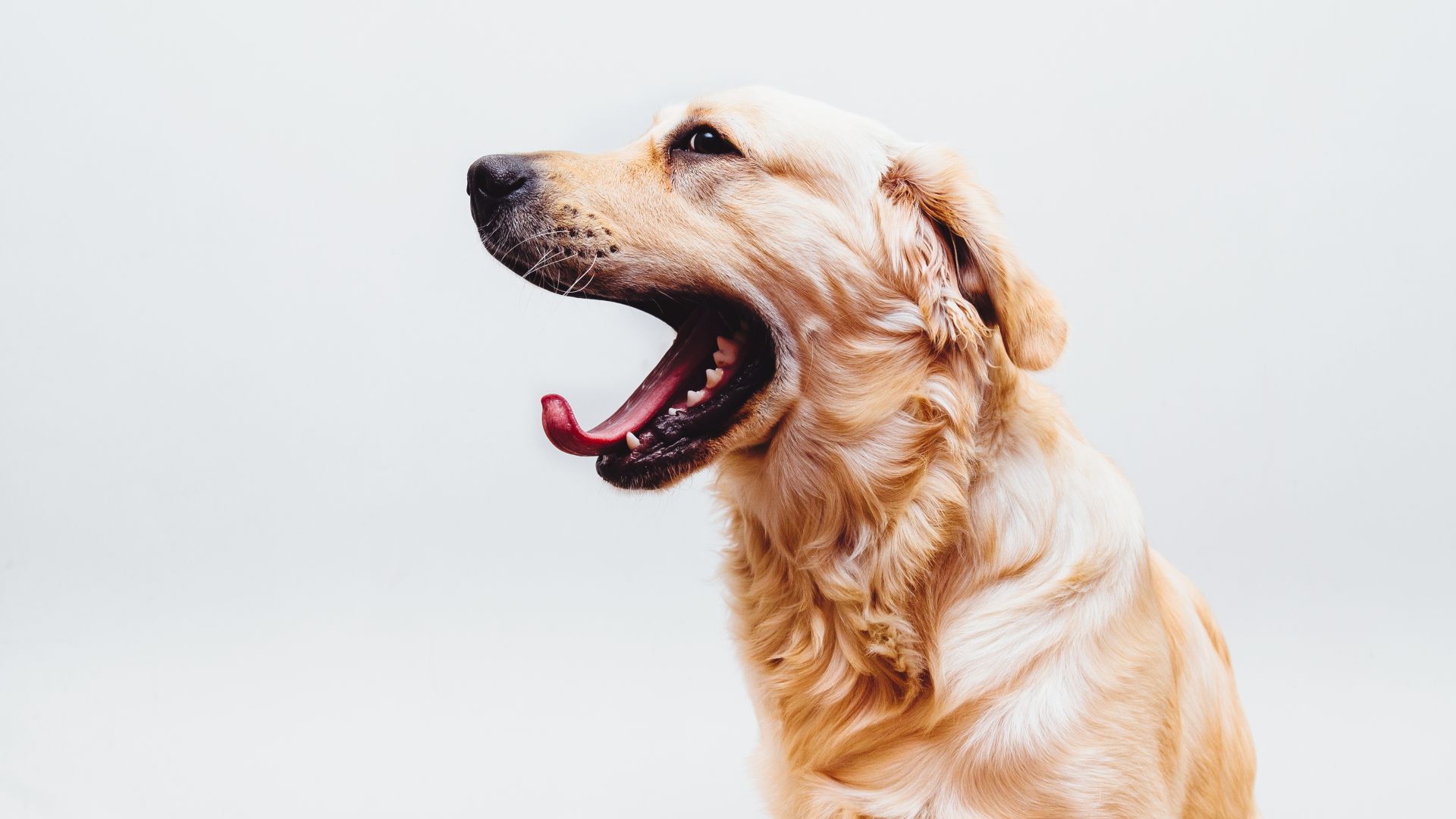 Wallpaper Golden Retriever Dog muzzle
