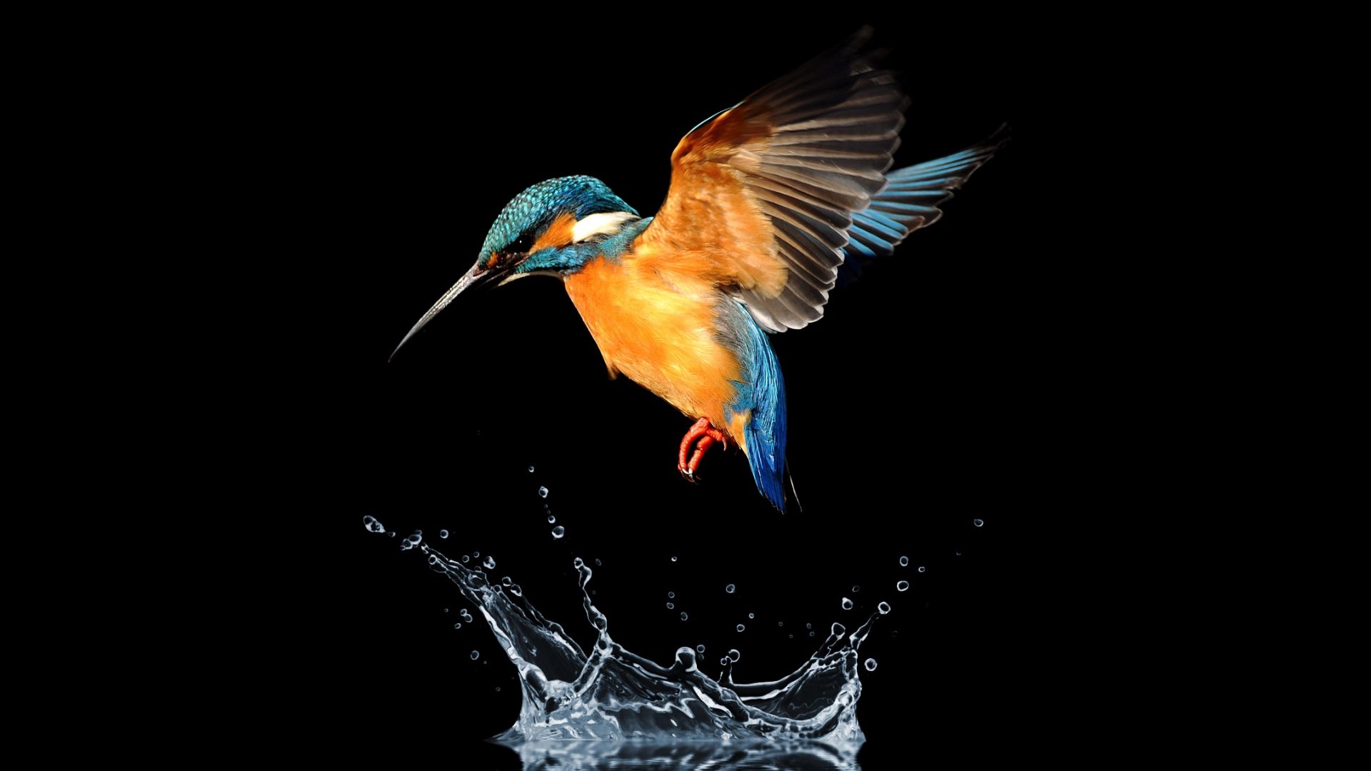 Wallpaper Blue tailed, bird, hummingbird, water splash
