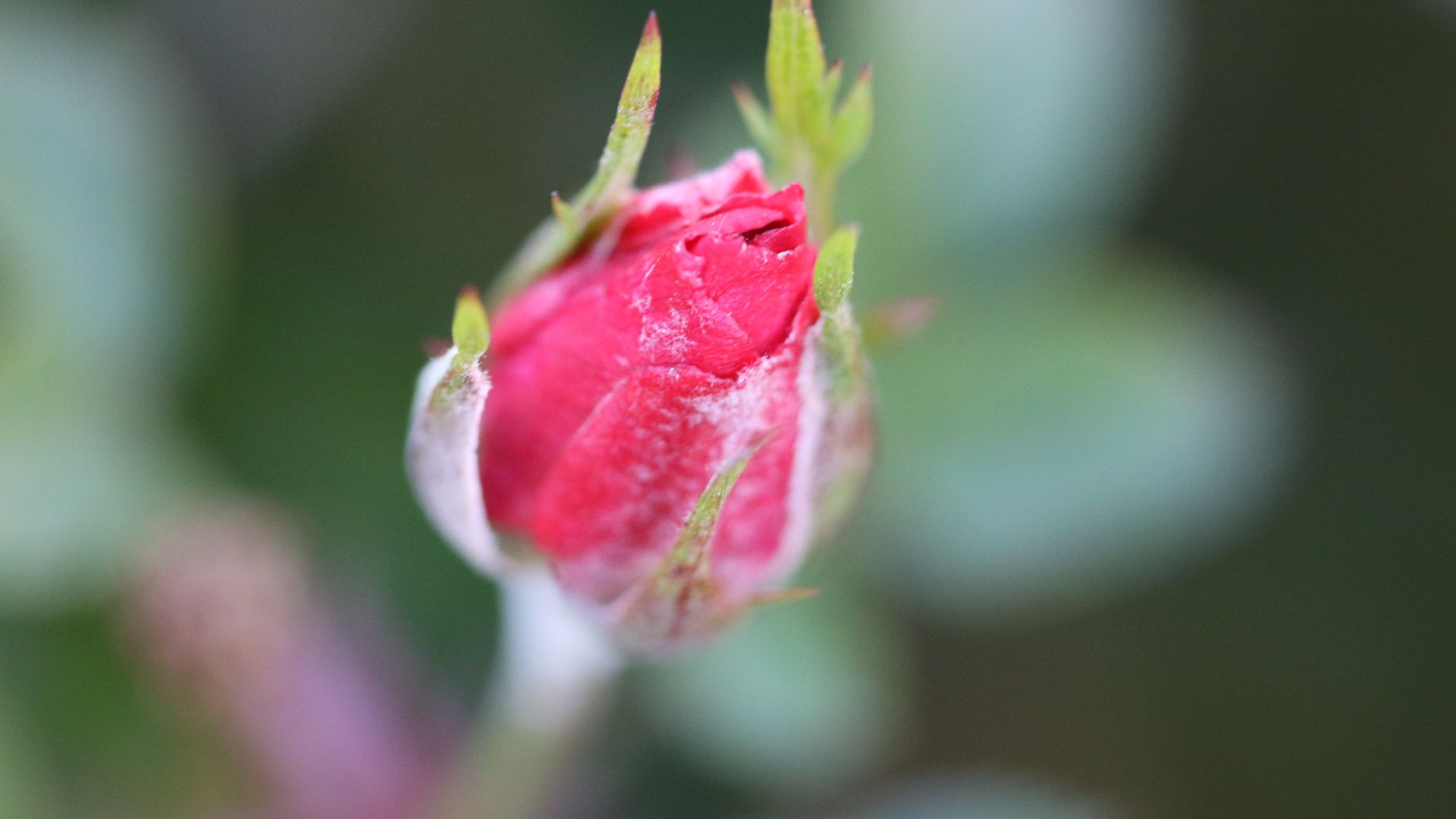 Wallpaper Pink rose, flower, bud, bloom, blur