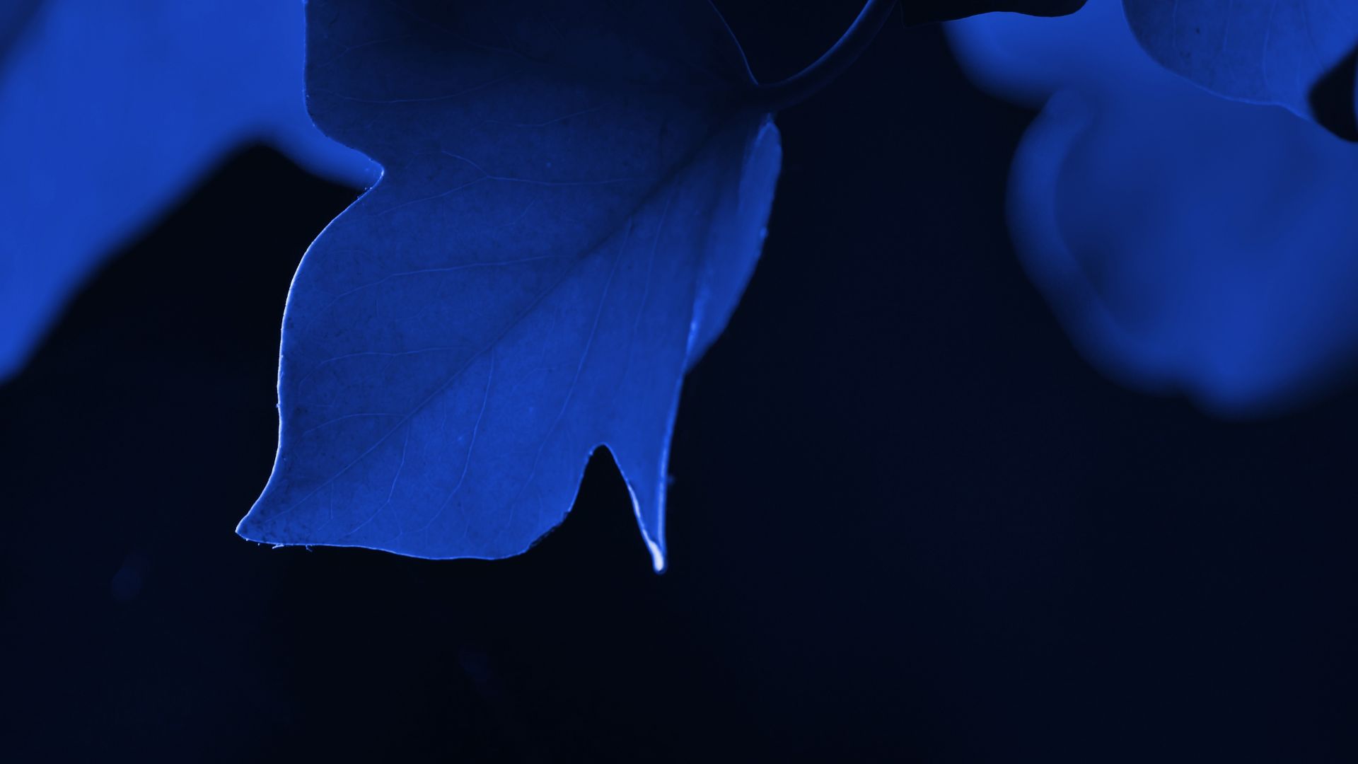 Wallpaper Blue leaf, macro, close up, 4k